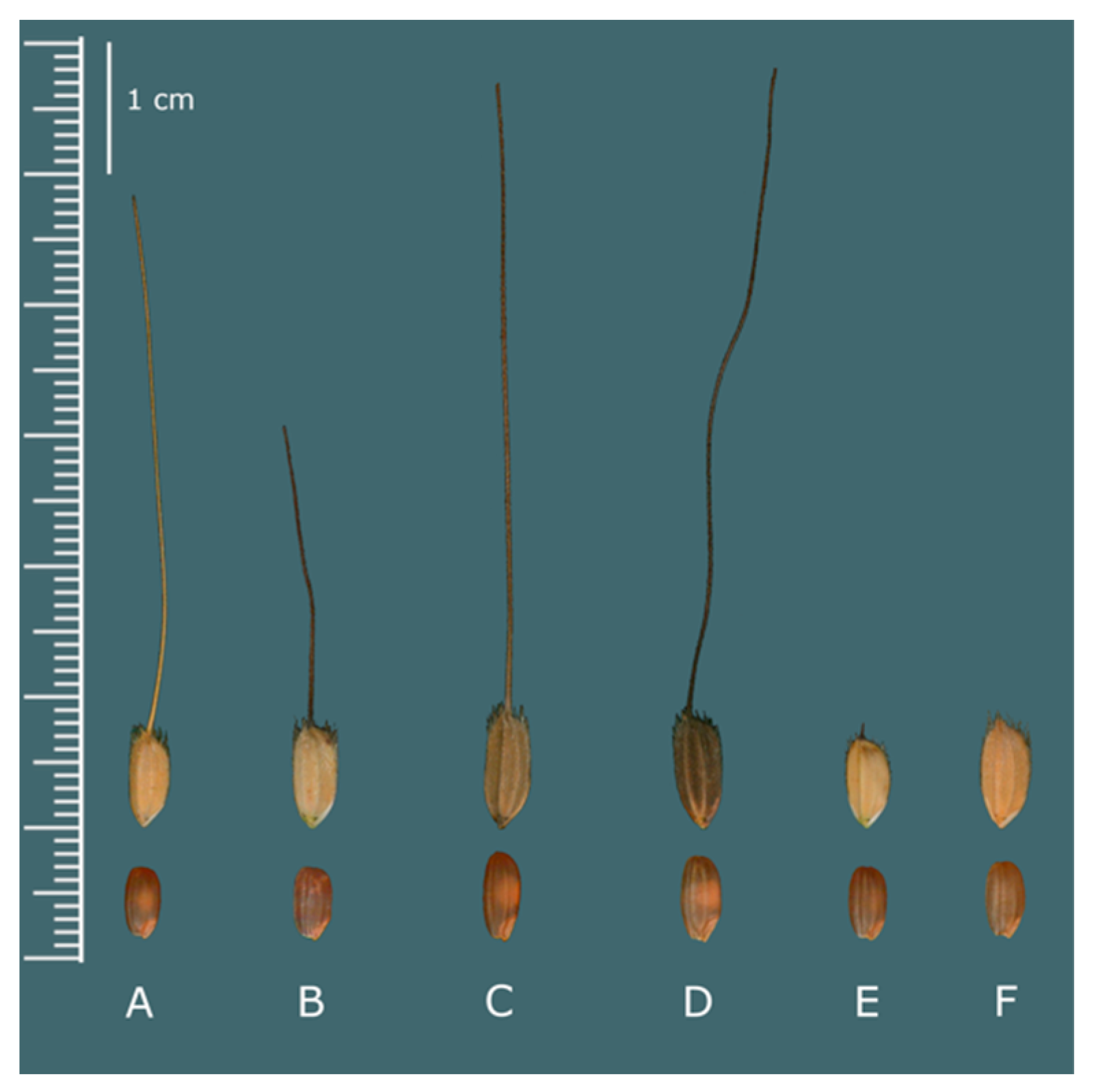 Agronomy 10 01284 g002