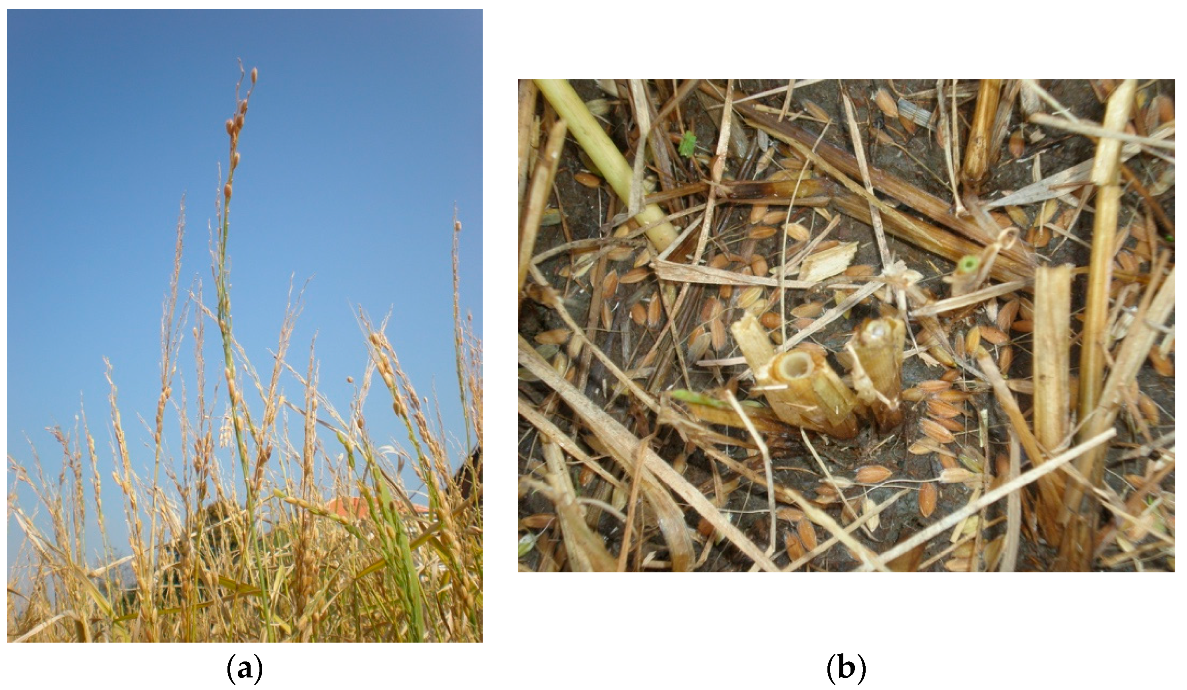 Agronomy 10 01284 g003