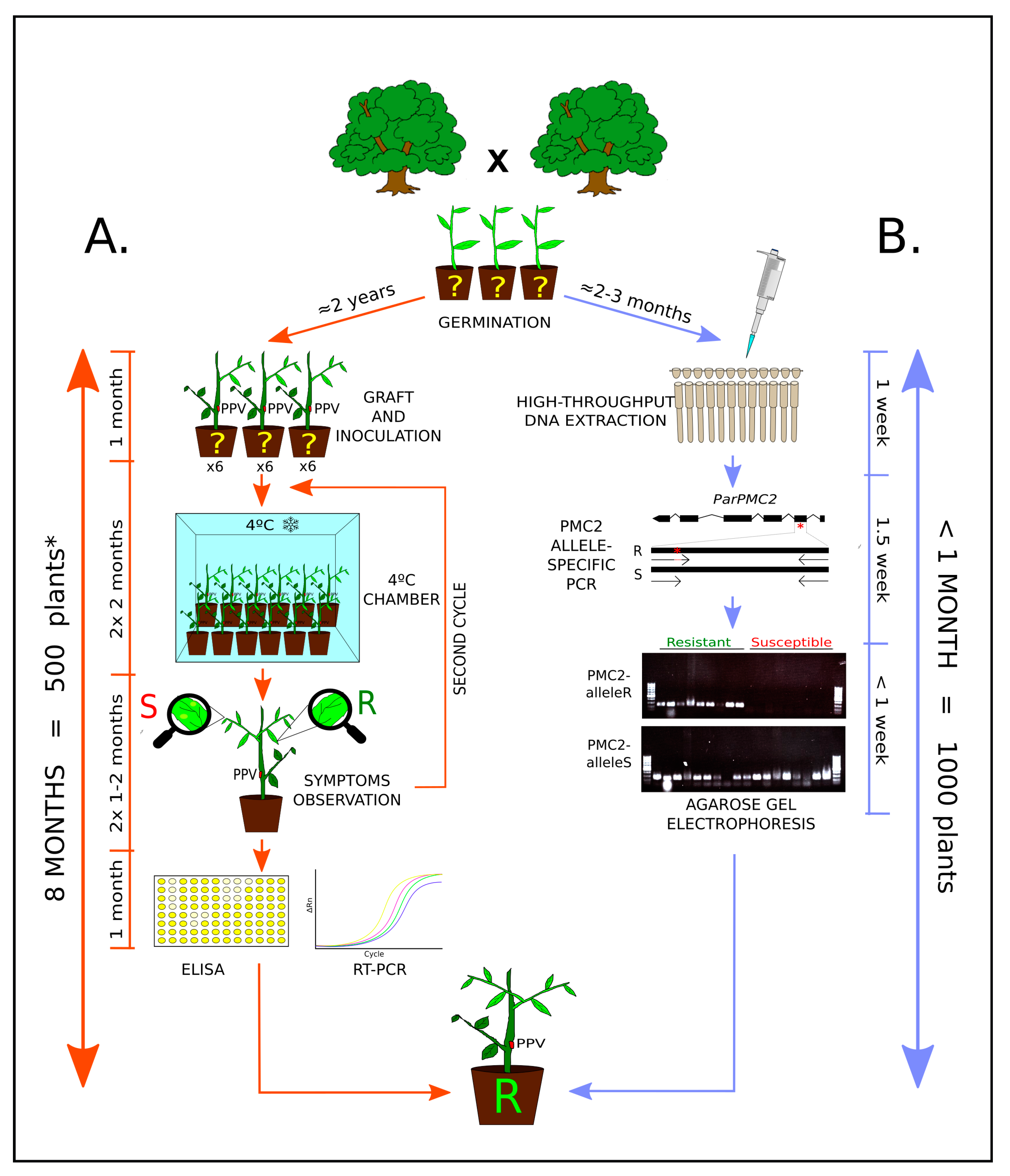 Agronomy Free Full Text Cost Effective And Time Efficient Molecular Assisted Selection For Ppv Resistance In Apricot Based On Parpmc2 Allele Specific Pcr Html
