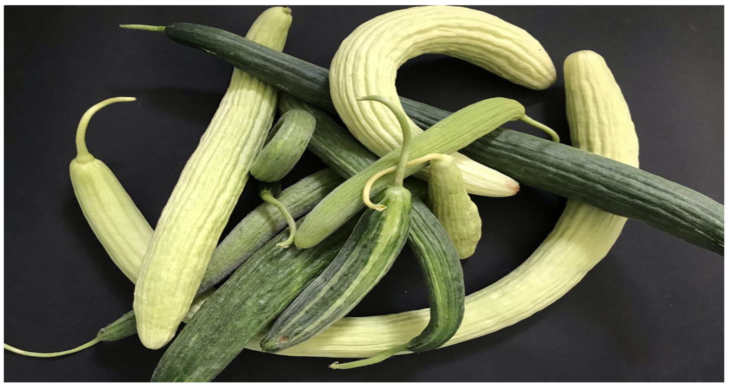 Semi Melone Verde Flesh (Cucumis Melo) - Confezione Da 50 Semi - Foto 13