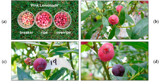 Agronomy | Free Full-Text | Characterization and Analysis of  Anthocyanin-Related Genes in Wild-Type Blueberry and the Pink-Fruited  Mutant Cultivar 'Pink Lemonade': New Insights into Anthocyanin Biosynthesis
