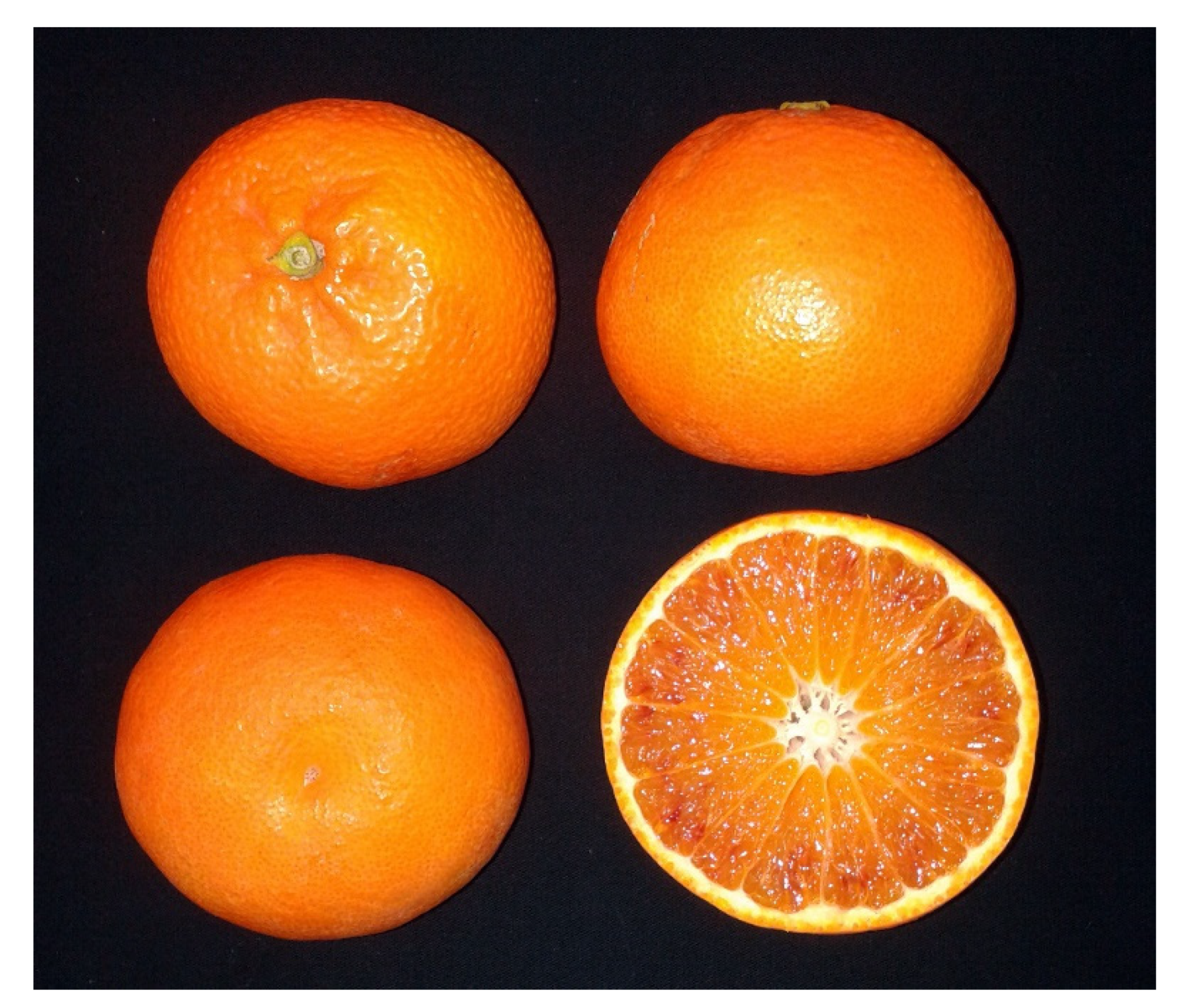 Mandarin Orange Thermos Set