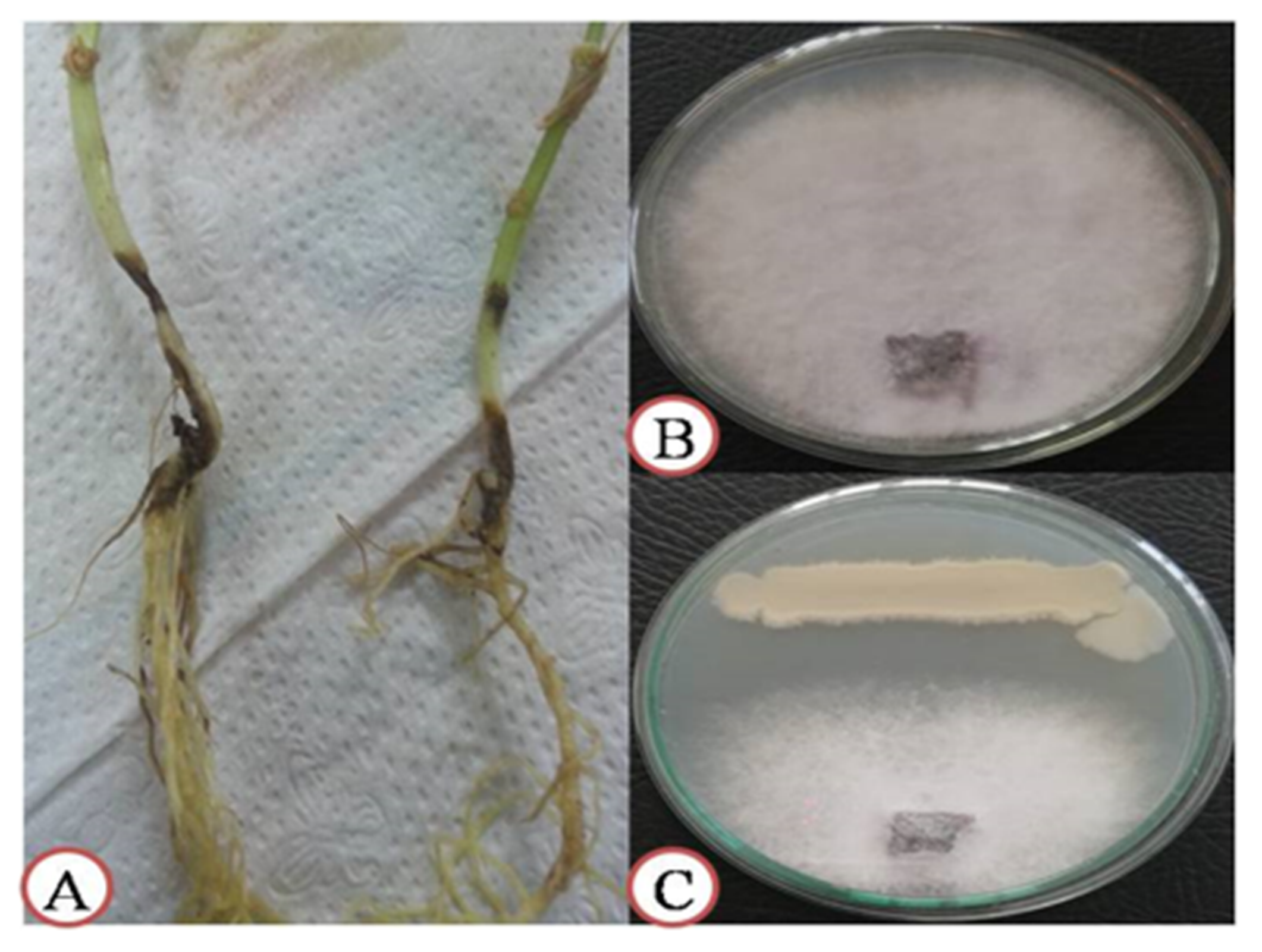Agronomy 10 01312 g001 Agronomy 10 01312 g001