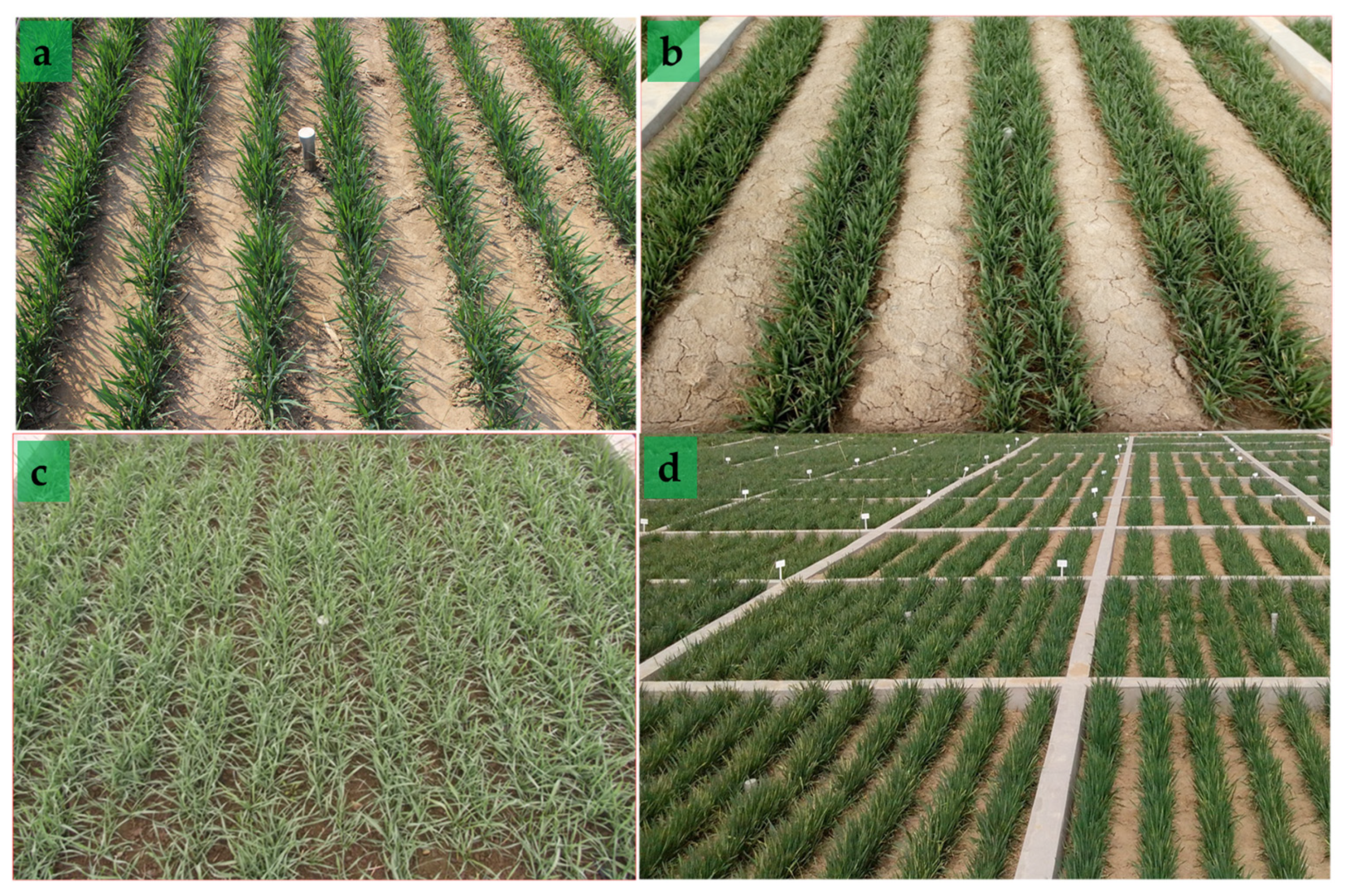 Agronomy 10 01315 g003 Agronomy 10 01315 g003