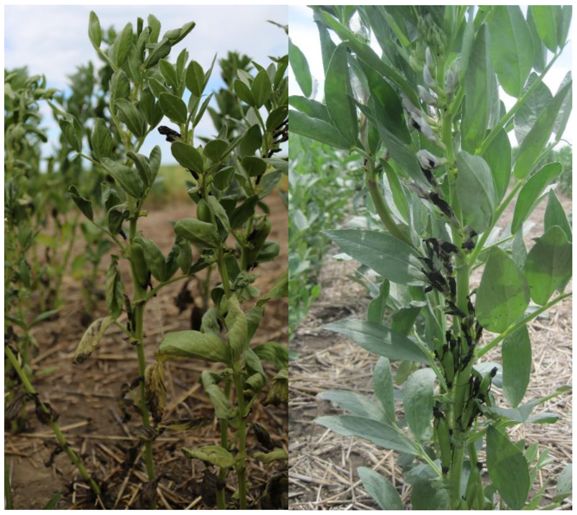 Agronomy 10 01345 g001 Agronomy 10 01345 g001