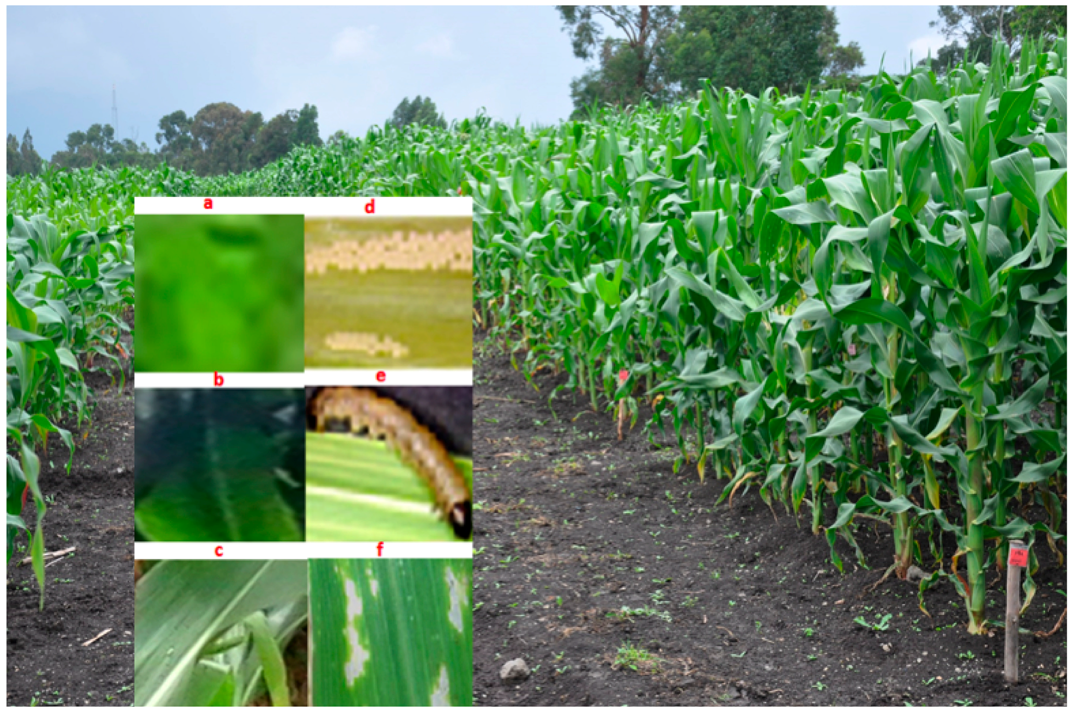 Agronomy 10 01363 g004 Agronomy 10 01363 g004