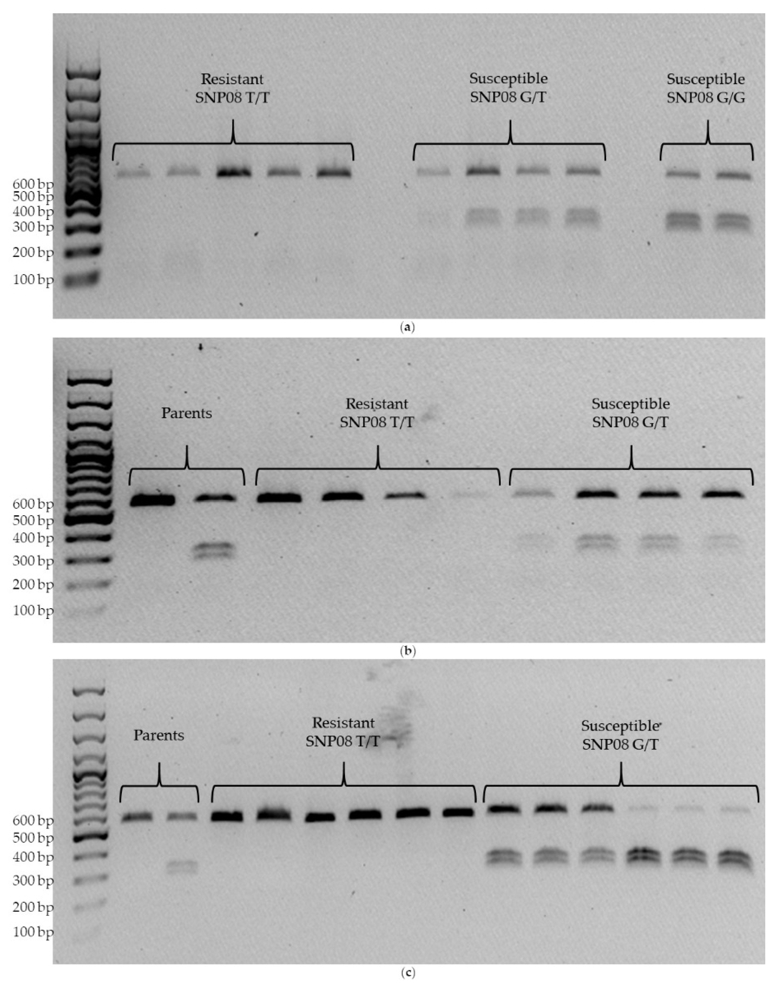 Agronomy 10 01368 g008 Agronomy 10 01368 g008