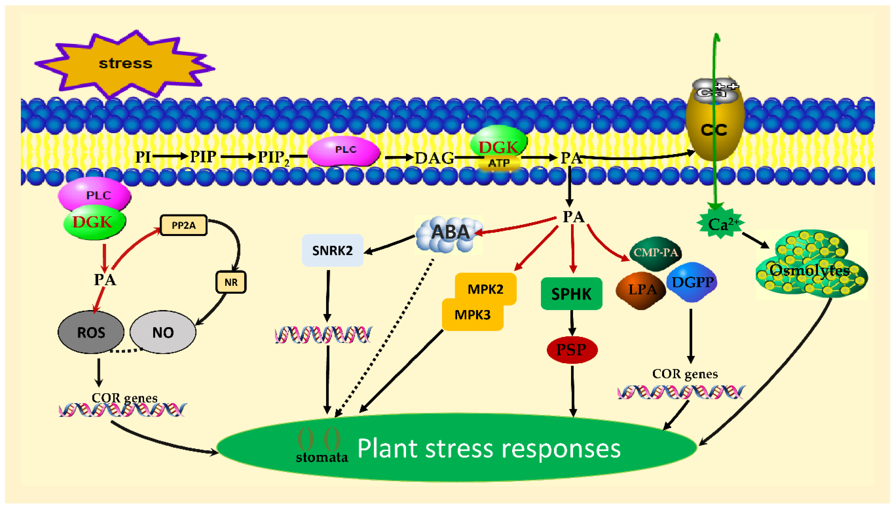 Agronomy 10 01375 g004 Agronomy 10 01375 g004