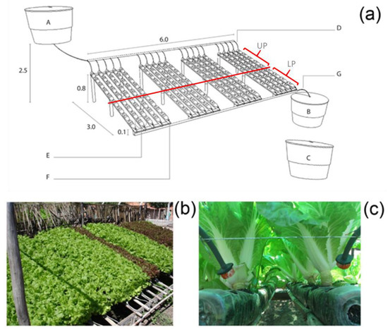 Agronomy Free Full Text Strategies For Improved Yield And Water Use Efficiency Of Lettuce Lactuca Sativa L Through Simplified Soilless Cultivation Under Semi Arid Climate Html Soilless Cultivation, C&C Farm Supply