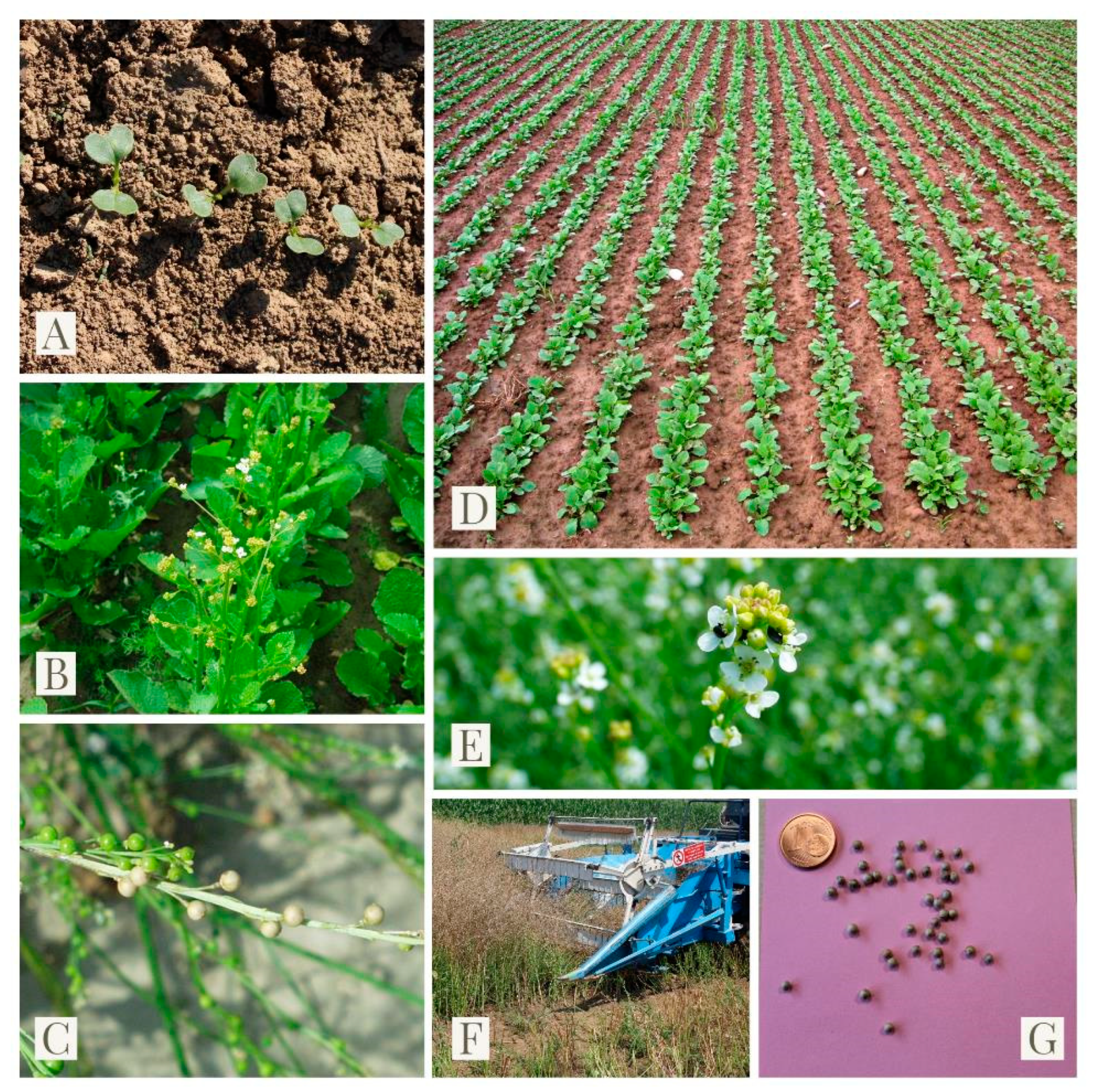 Agronomy 10 01380 g001 Agronomy 10 01380 g001