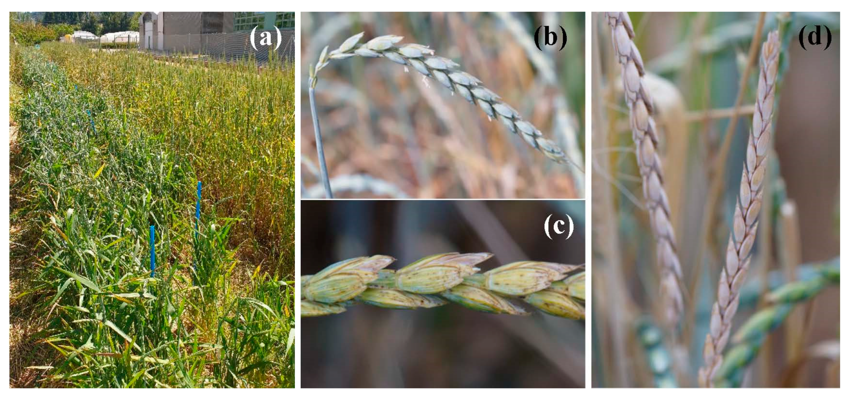 Agronomy 10 01427 g007 Agronomy 10 01427 g007