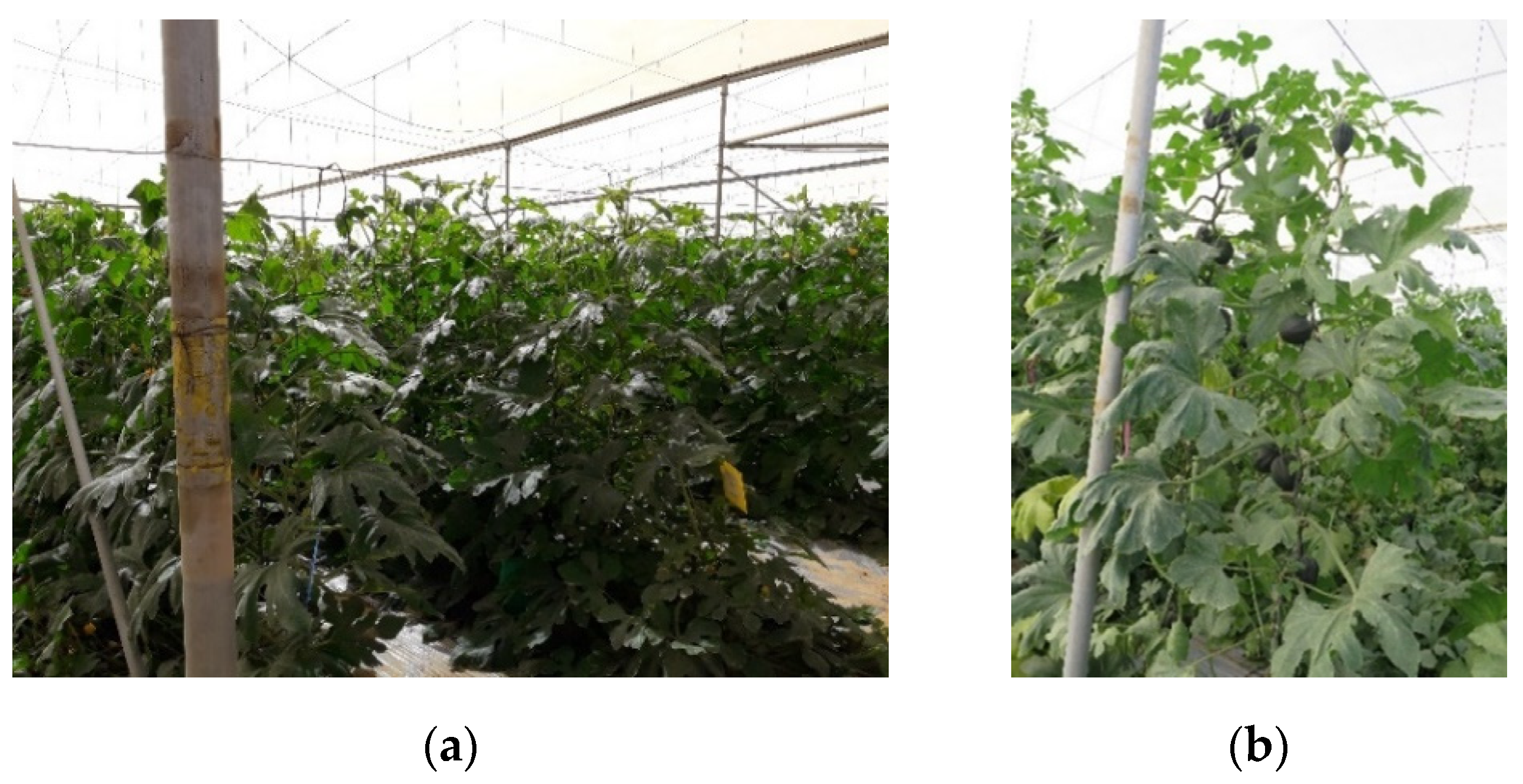 Agronomy 10 01443 g001 Agronomy 10 01443 g001