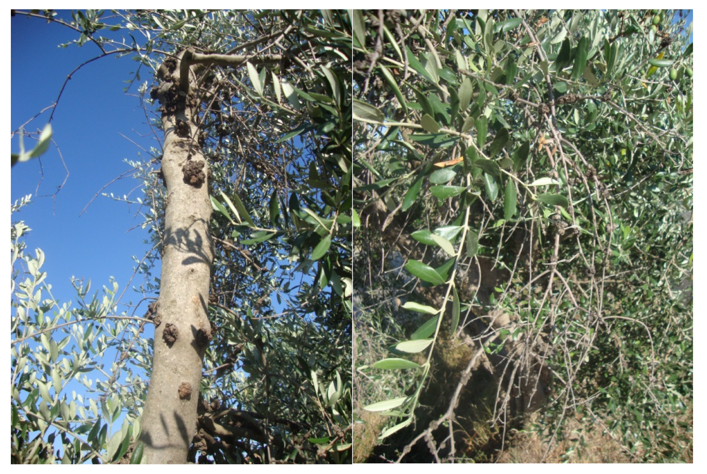 Agronomy 10 01445 g001 Agronomy 10 01445 g001