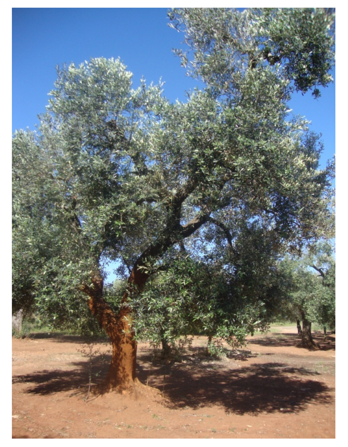 Agronomy 10 01445 g003 Agronomy 10 01445 g003