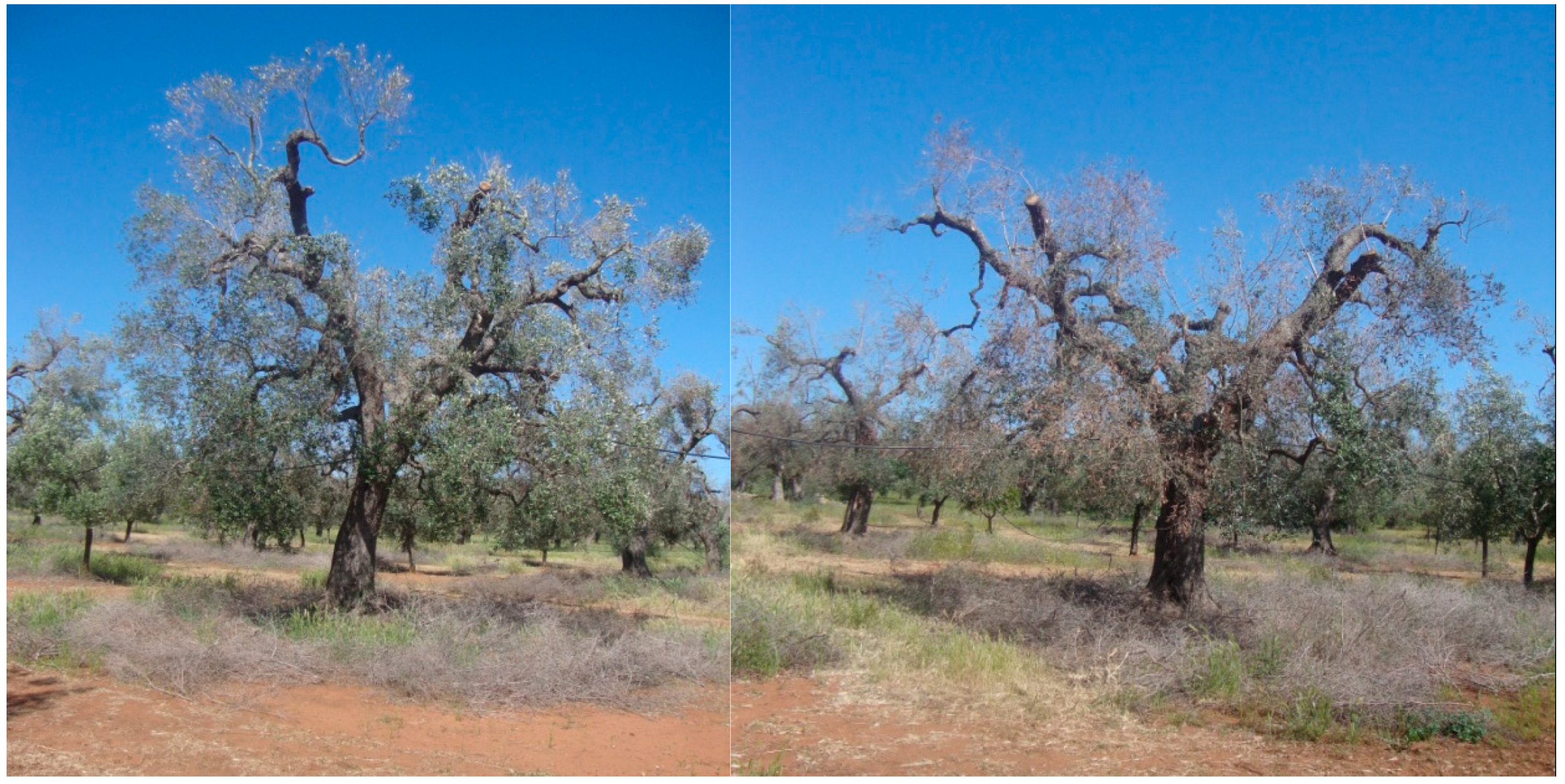 Agronomy 10 01445 g004 Agronomy 10 01445 g004