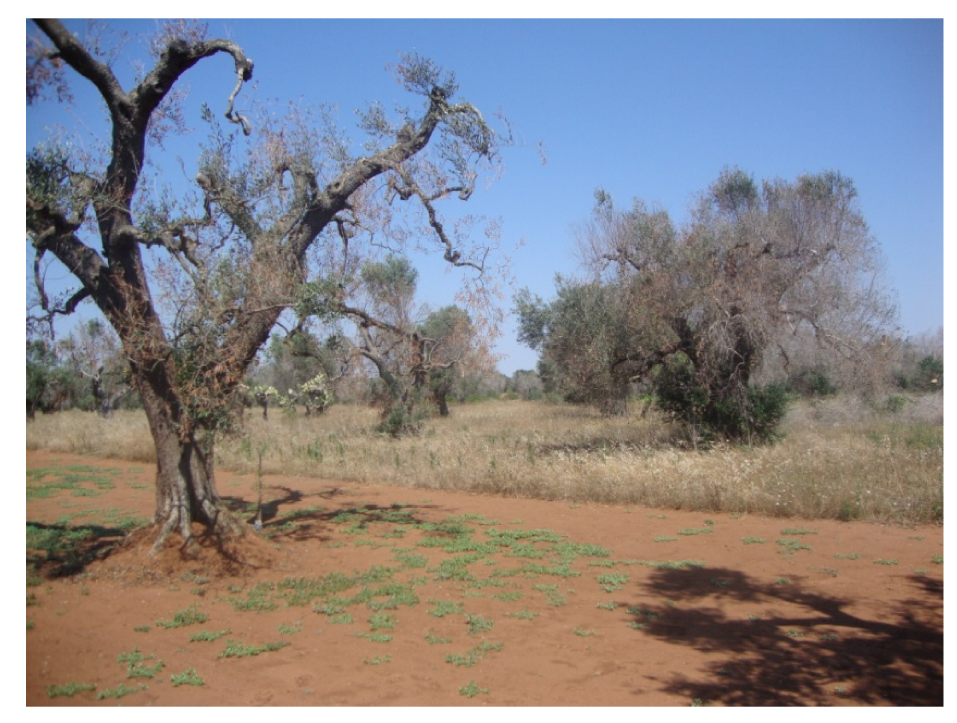 Agronomy 10 01445 g007 Agronomy 10 01445 g007