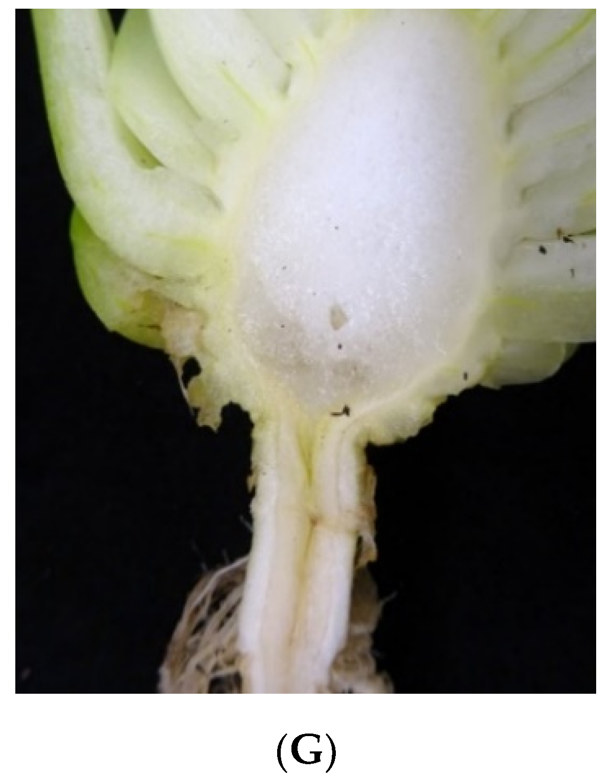 Agronomy 10 01464 g001b