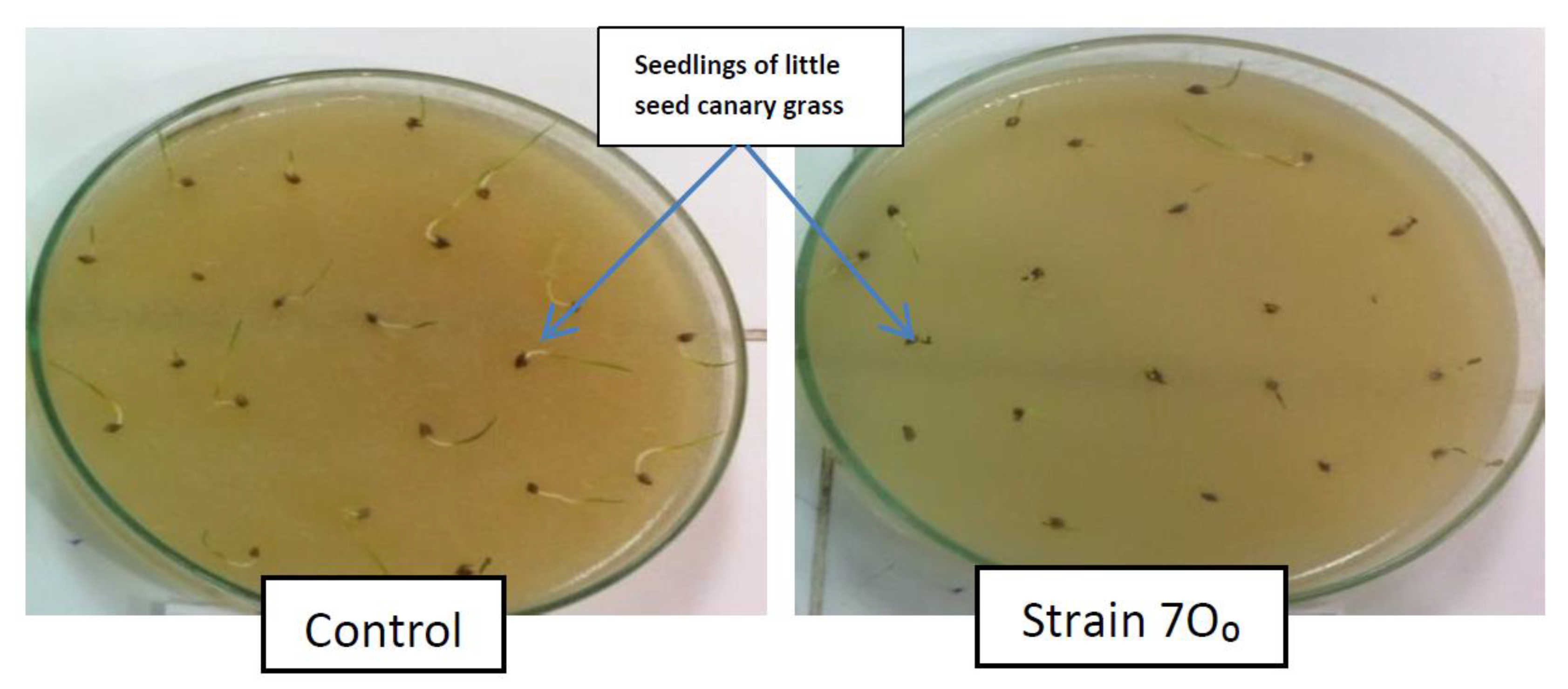 Agronomy 10 01469 g004 Agronomy 10 01469 g004