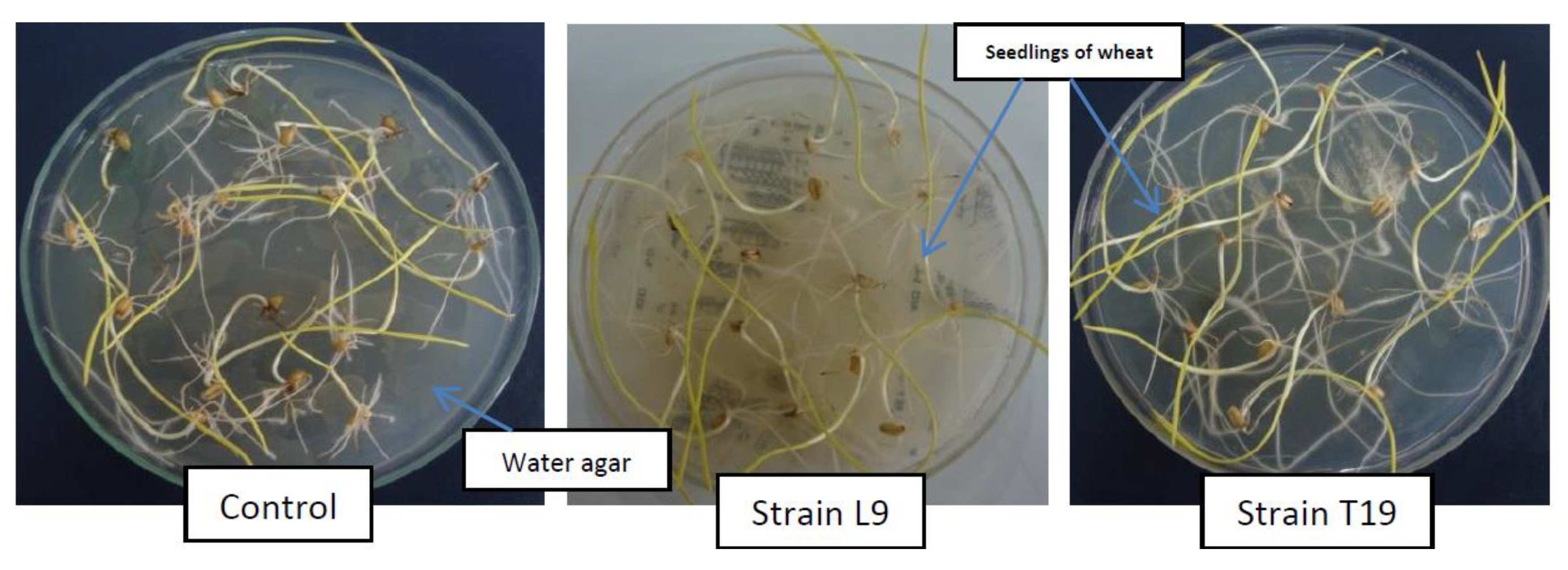 Agronomy 10 01469 g005 Agronomy 10 01469 g005