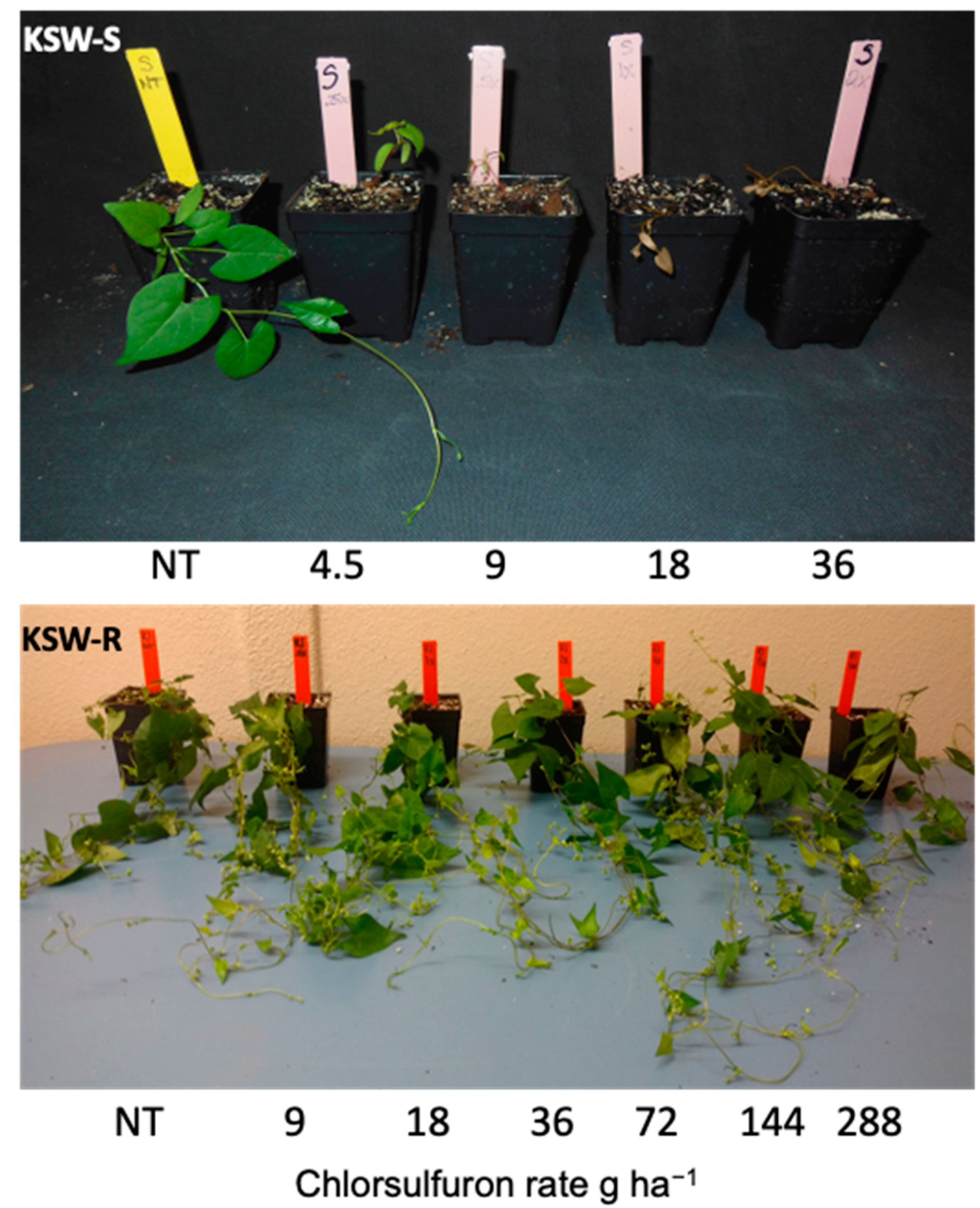 Agronomy 10 01496 g001 Agronomy 10 01496 g001