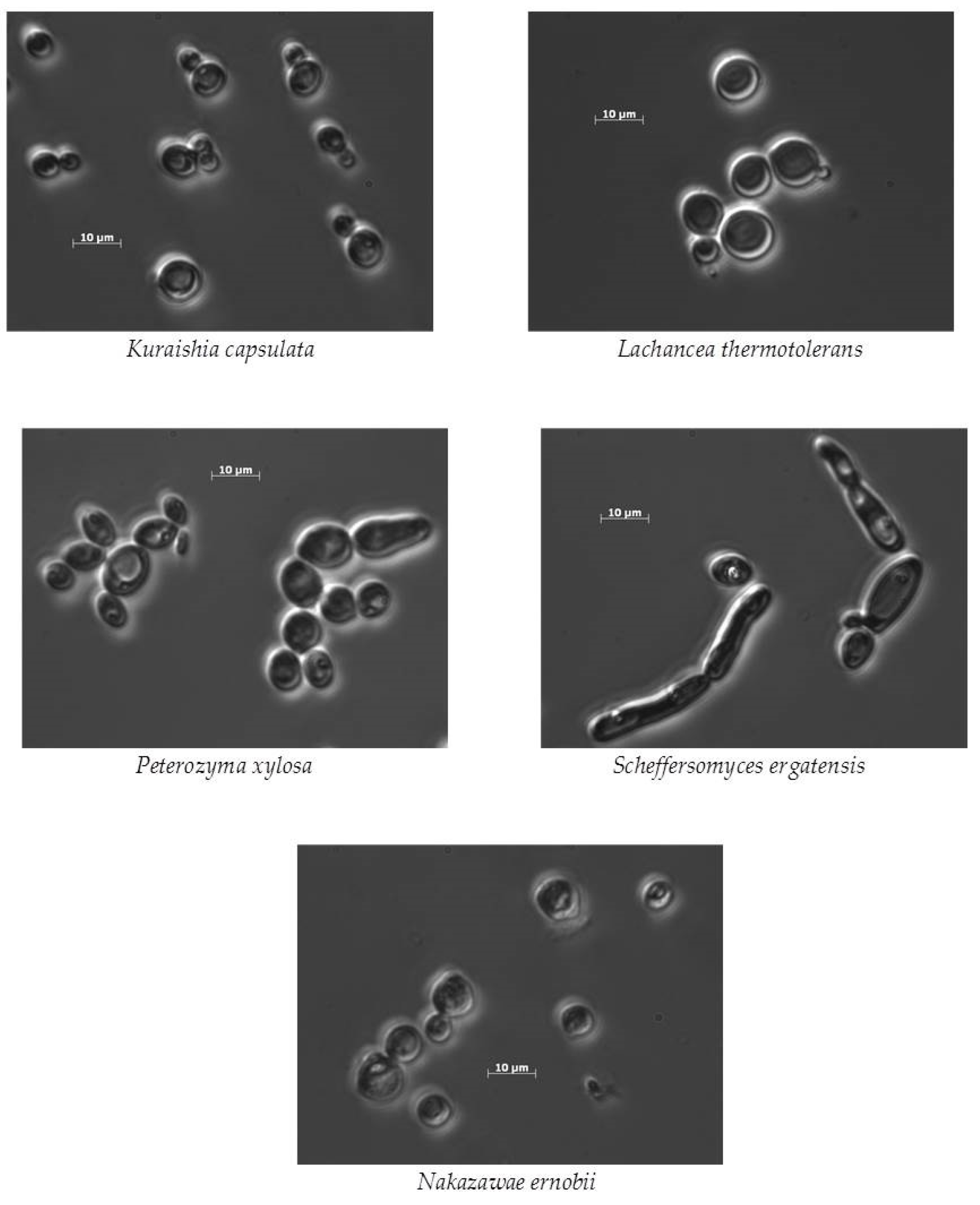 Agronomy 10 01501 g001 Agronomy 10 01501 g001