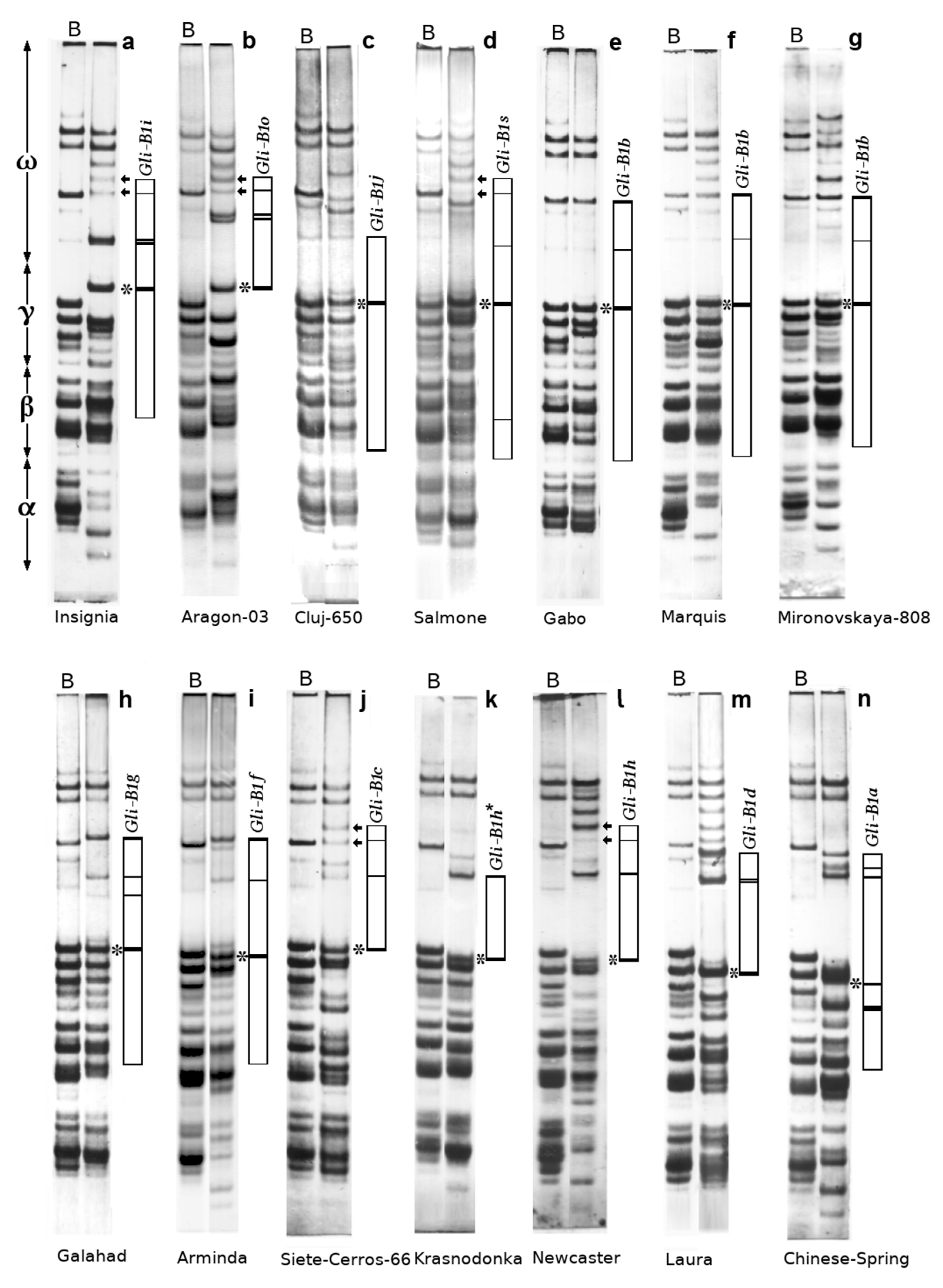 Agronomy Free Full Text Congruity Of The Polymorphisms In The Expressed And Noncoding Parts Of The Gli B1 Locus In Common Wheat Html