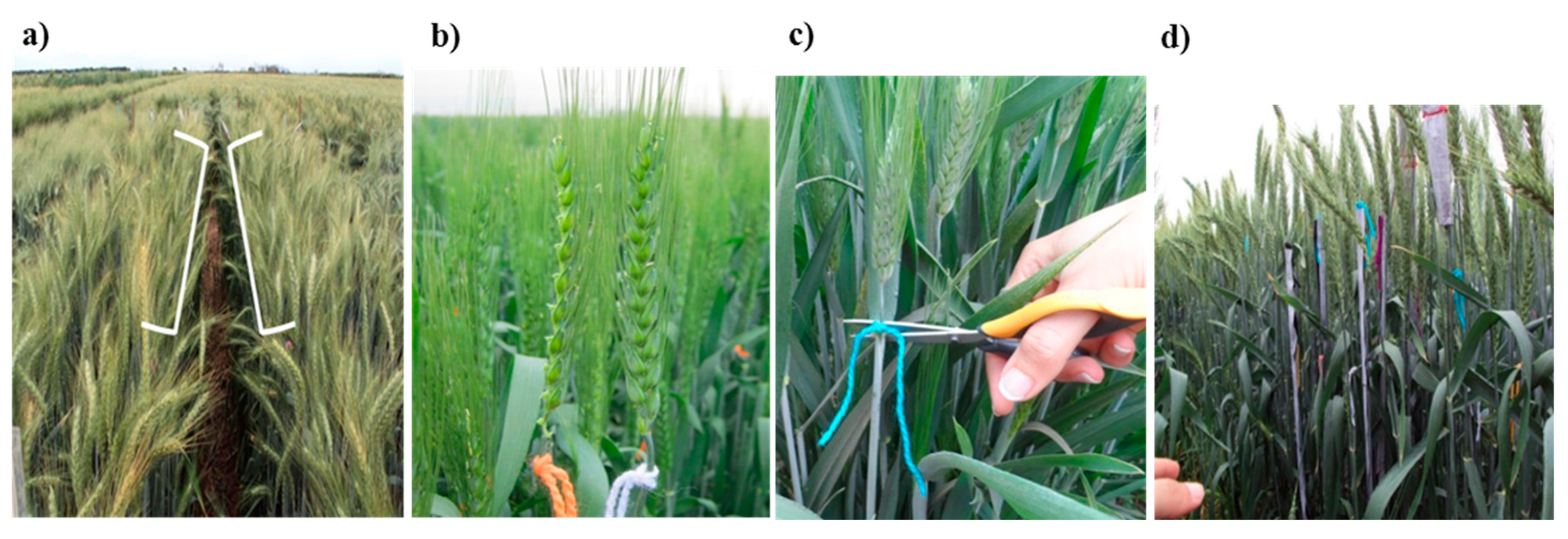 Agronomy 10 01527 g001