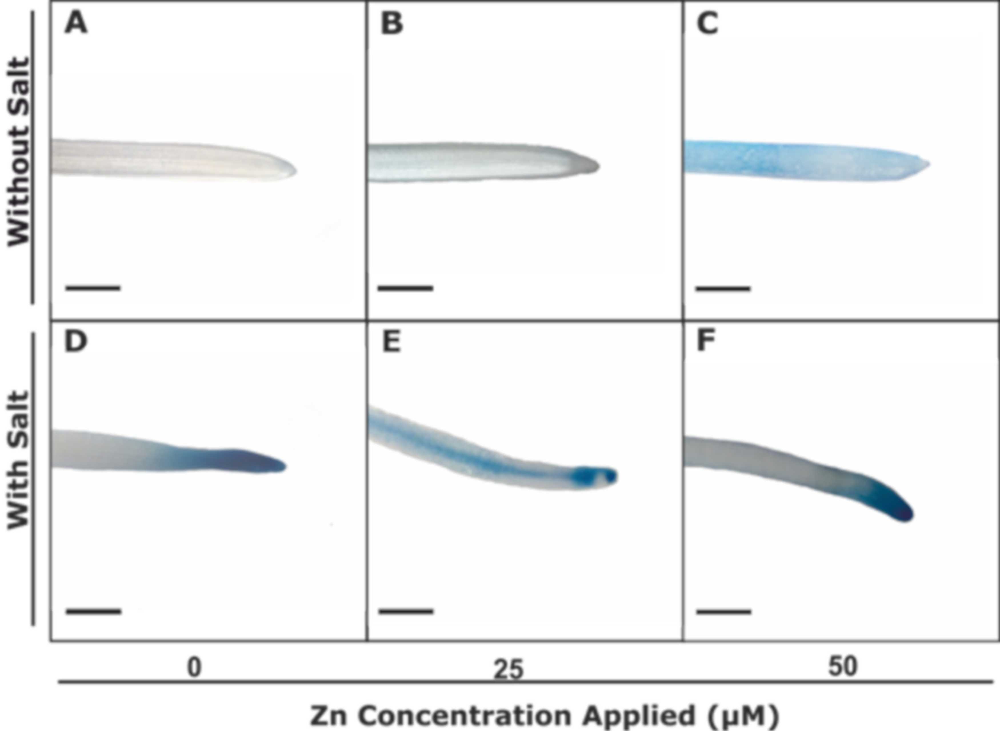 Agronomy 10 01528 g002