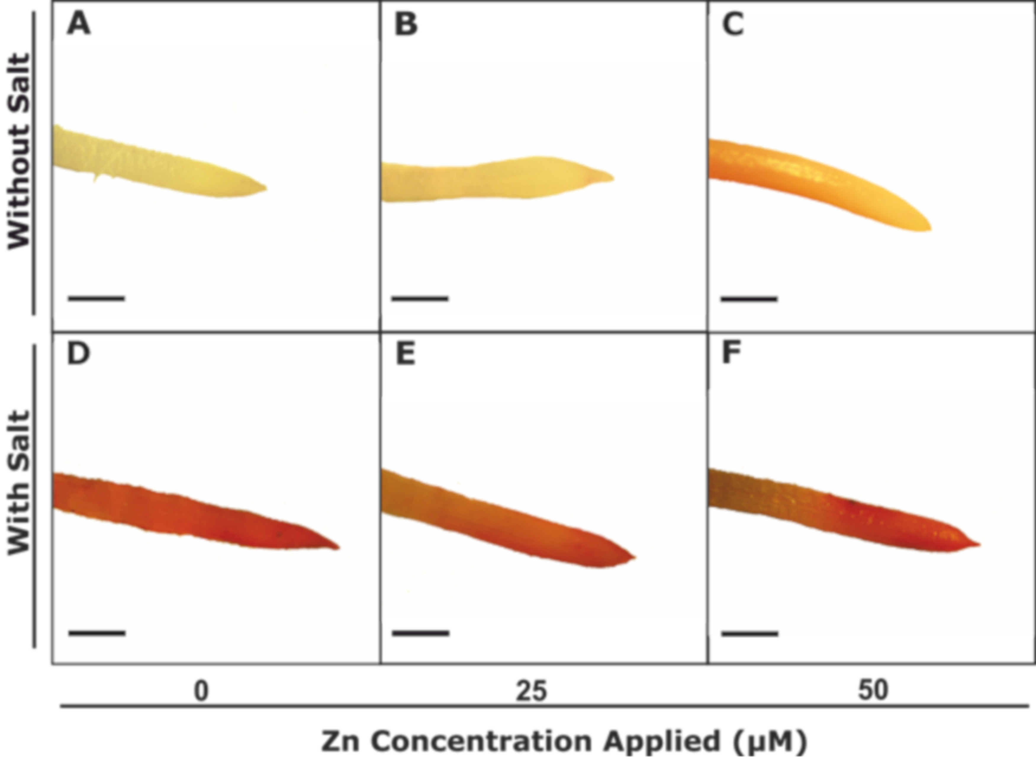 Agronomy 10 01528 g003
