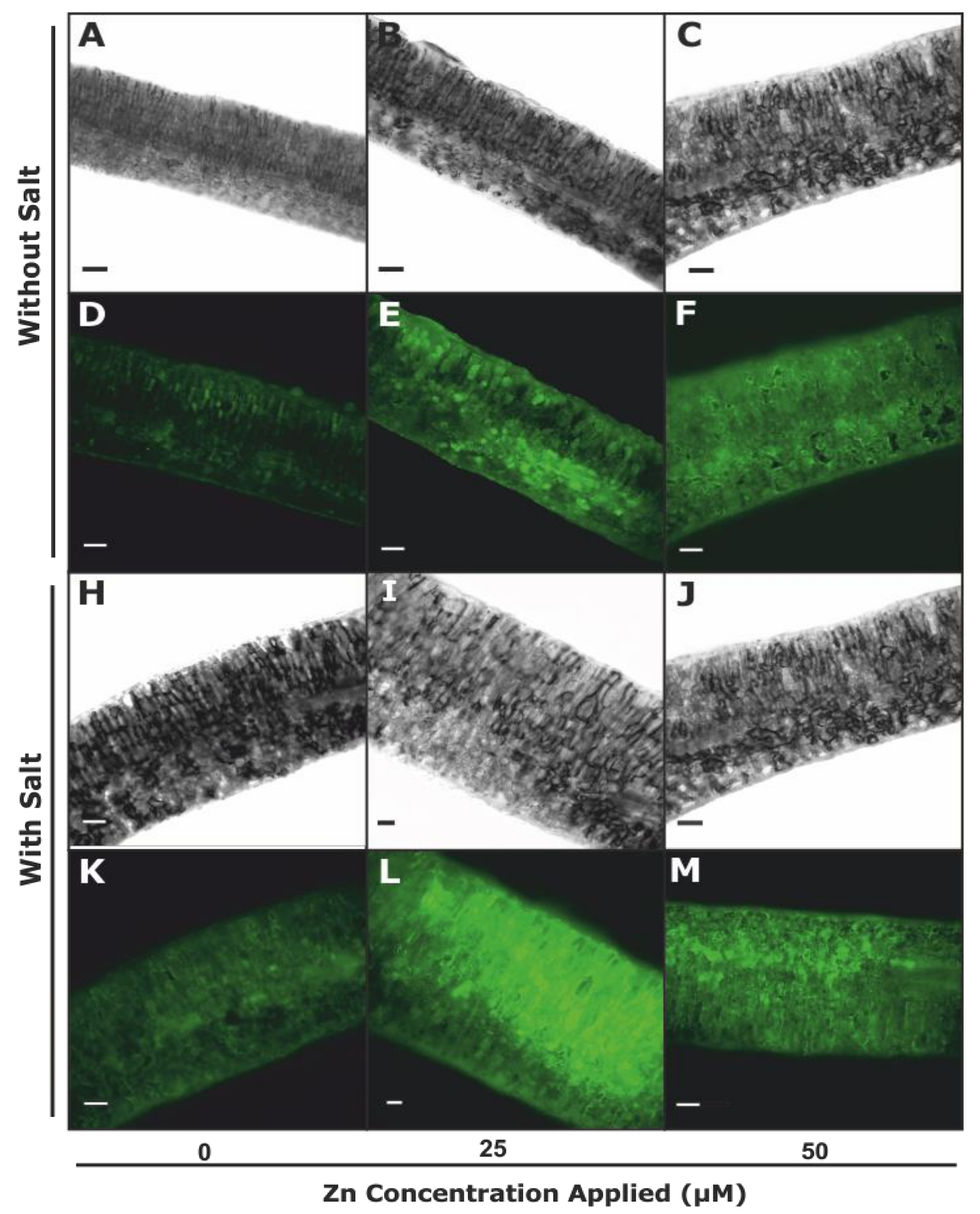 Agronomy 10 01528 g005