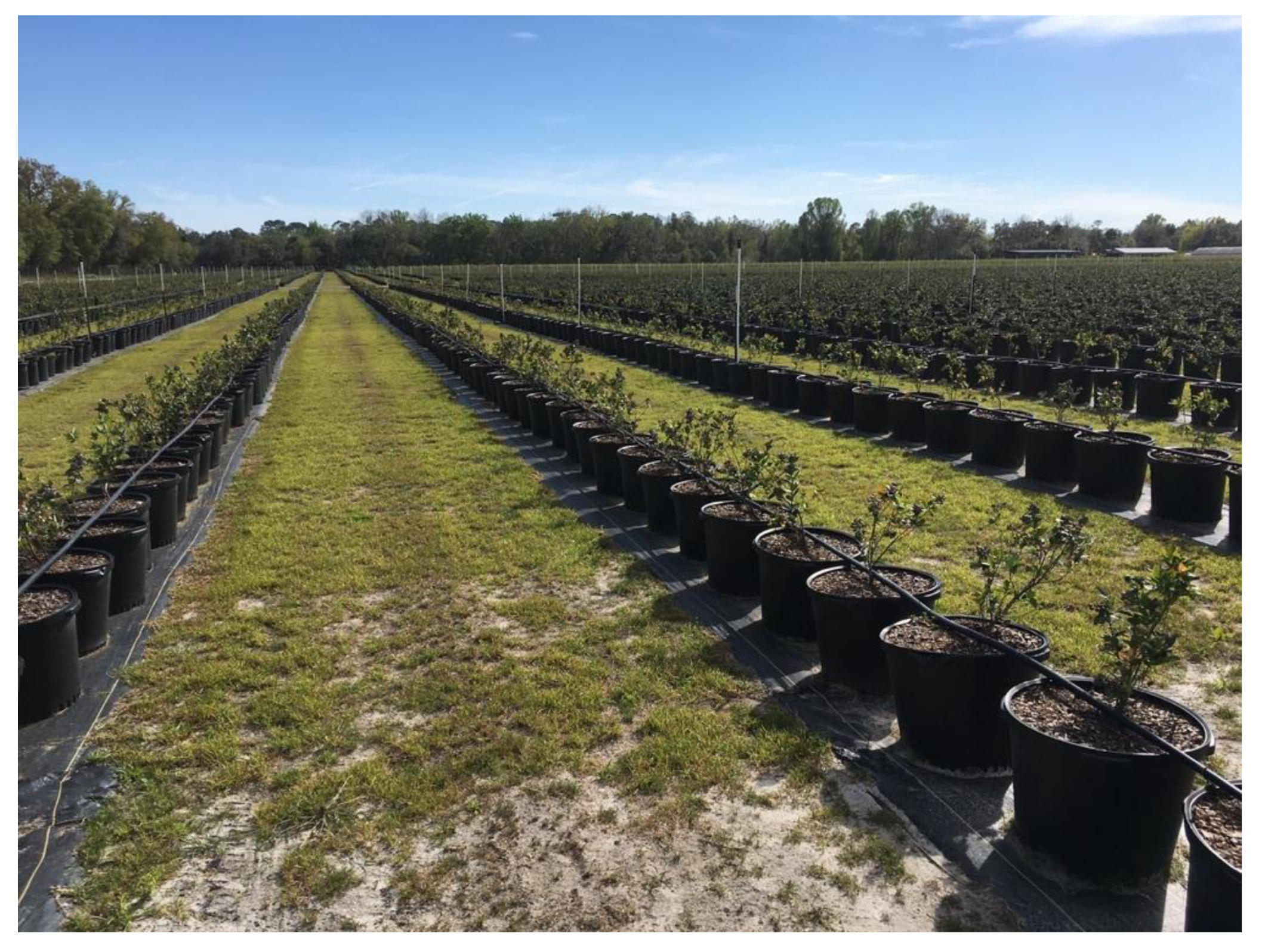 Agronomy 10 01531 g002