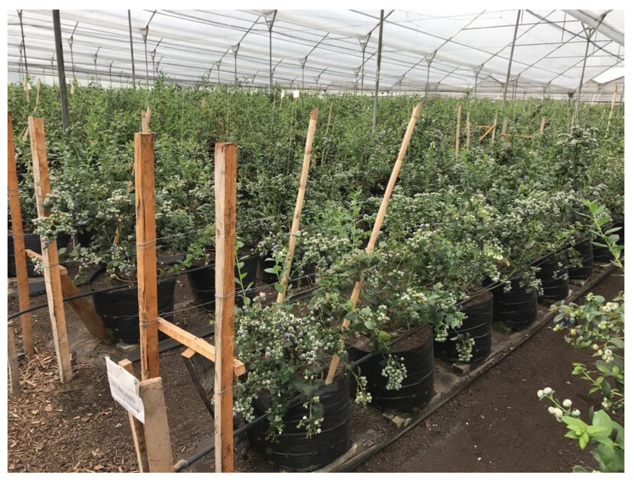 Agronomy 10 01531 g006