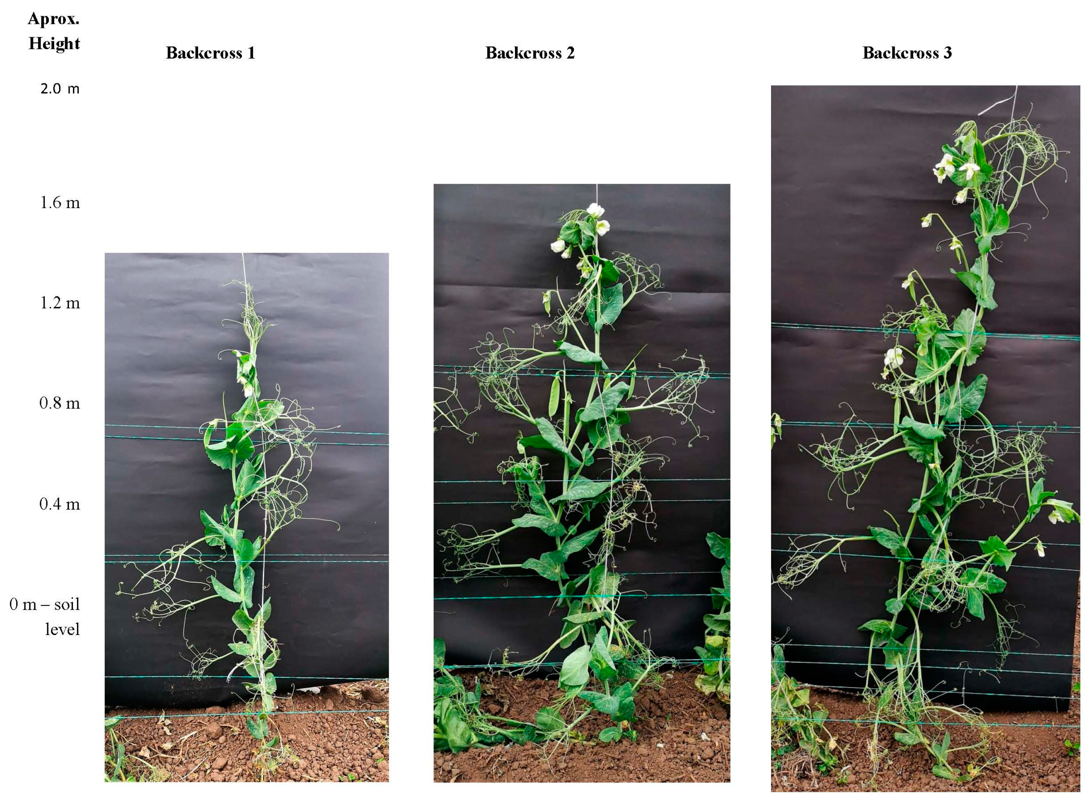 Agronomy | Free Full-Text | Introgression of the Afila Gene into Climbing Garden Pea (Pisum sativum L.) | HTML