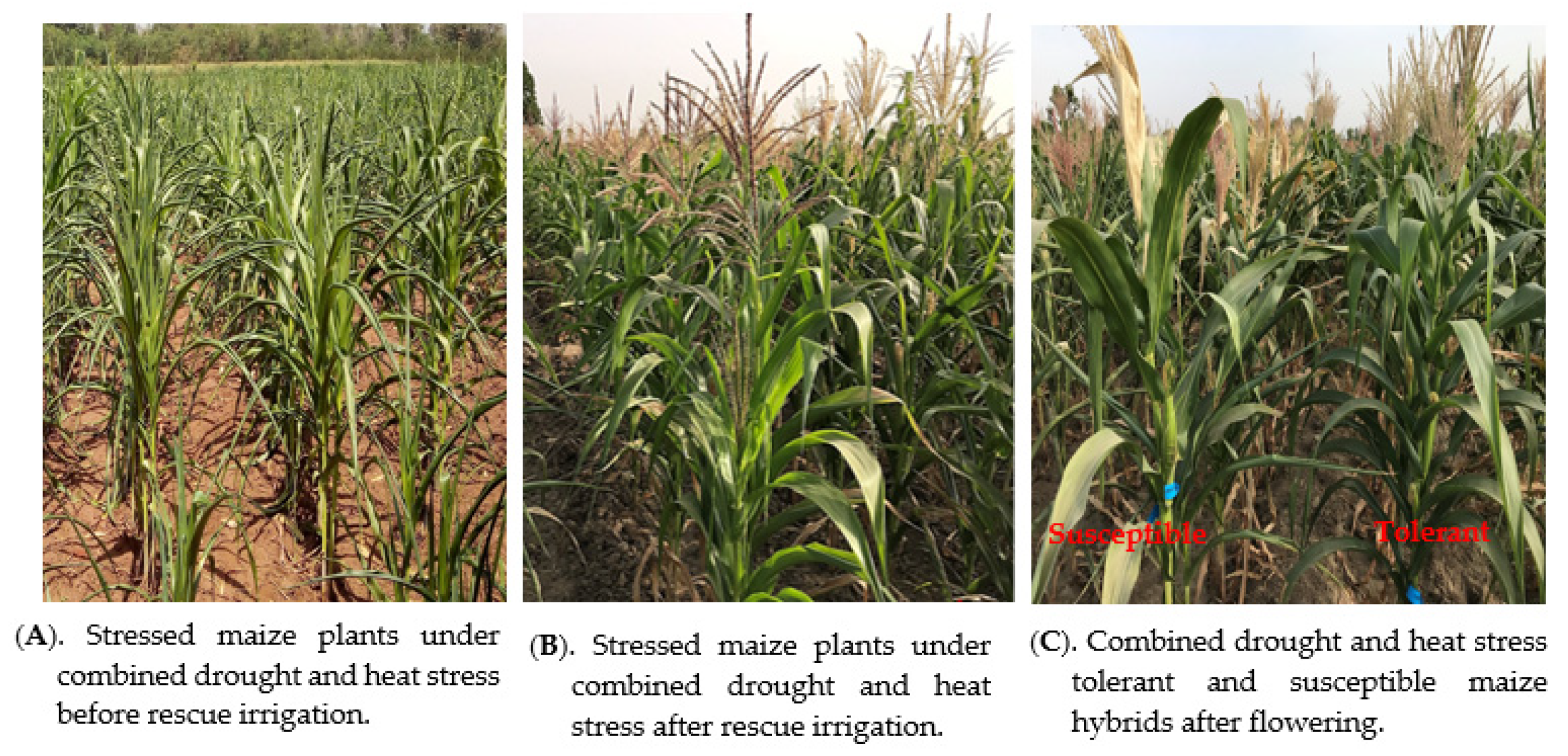 Agronomy 10 01585 g002