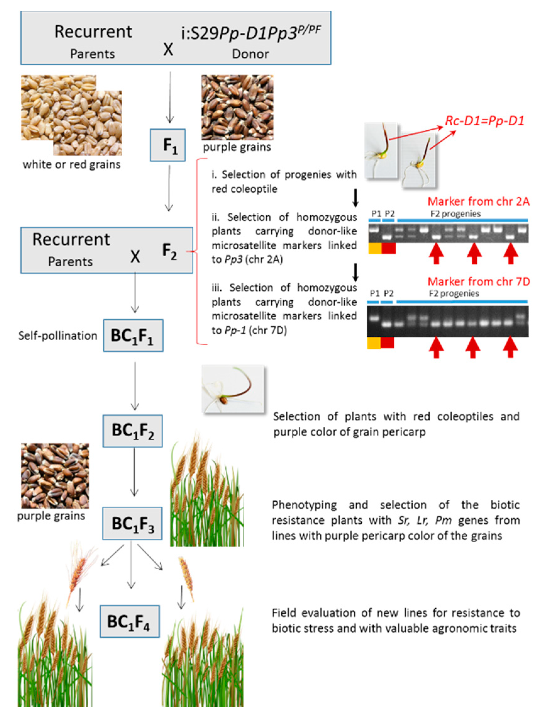 Agronomy 10 01603 g001 Agronomy 10 01603 g001