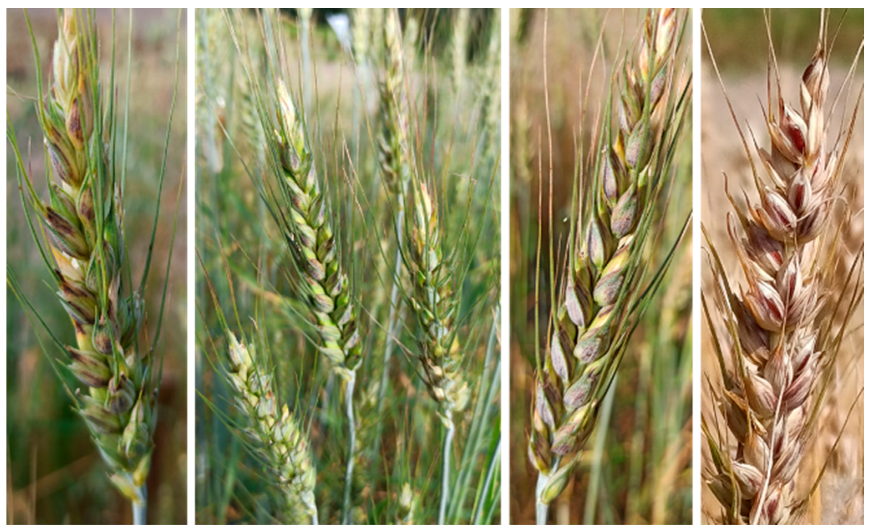 Agronomy 10 01603 g0a5 Agronomy 10 01603 g0a5