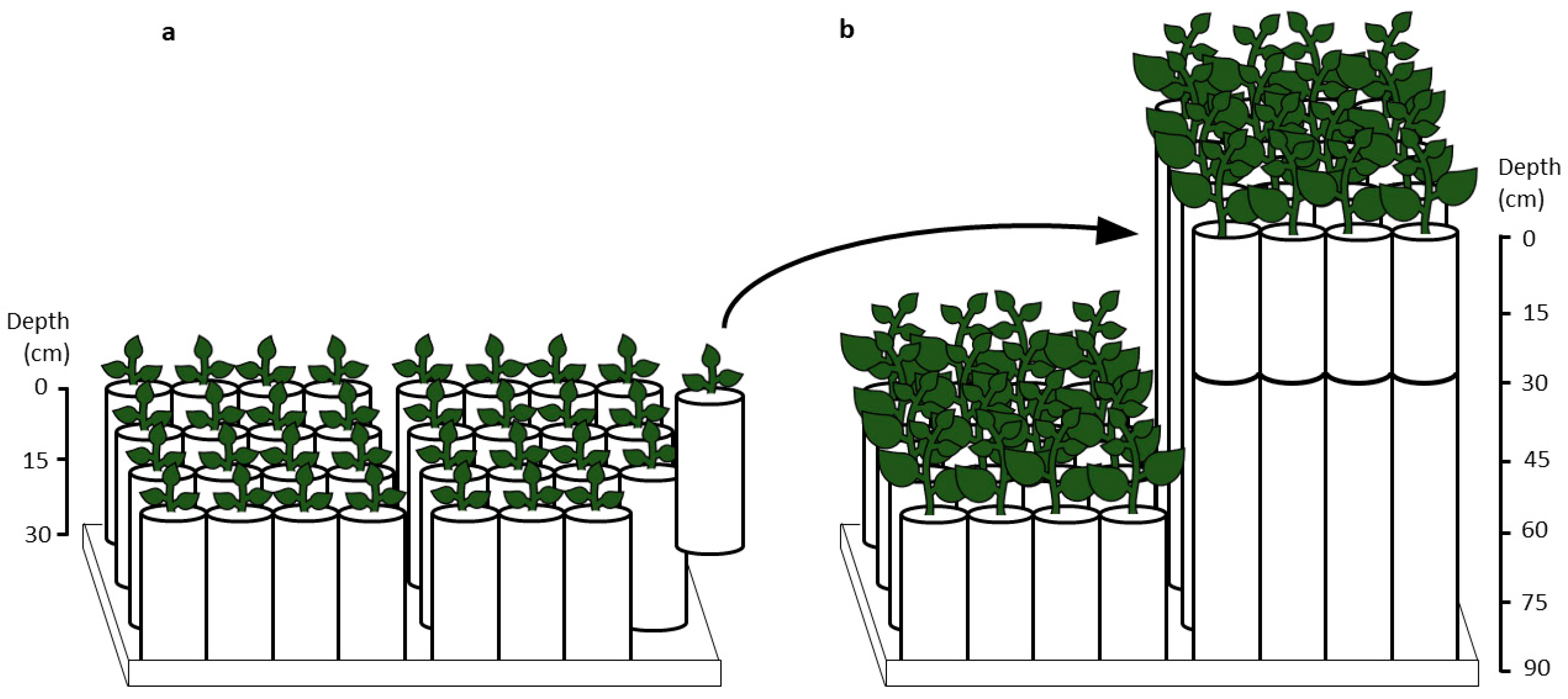Agronomy 10 01604 g001 Agronomy 10 01604 g001