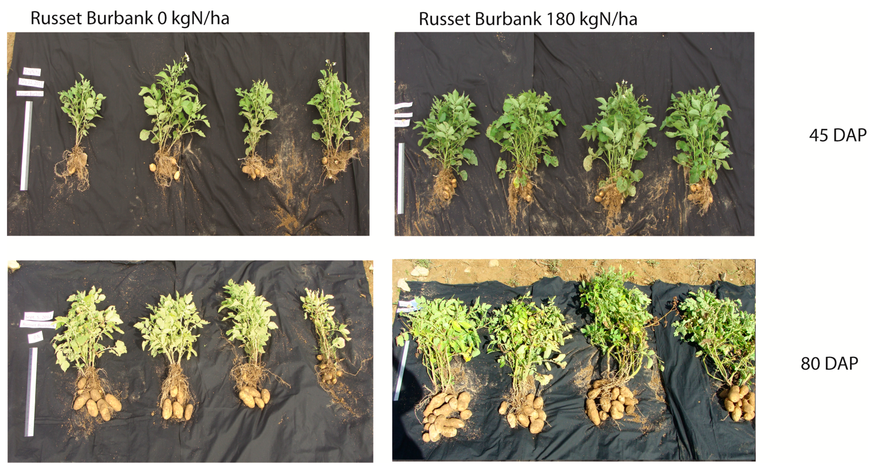 Agronomy 10 01617 g003 Agronomy 10 01617 g003