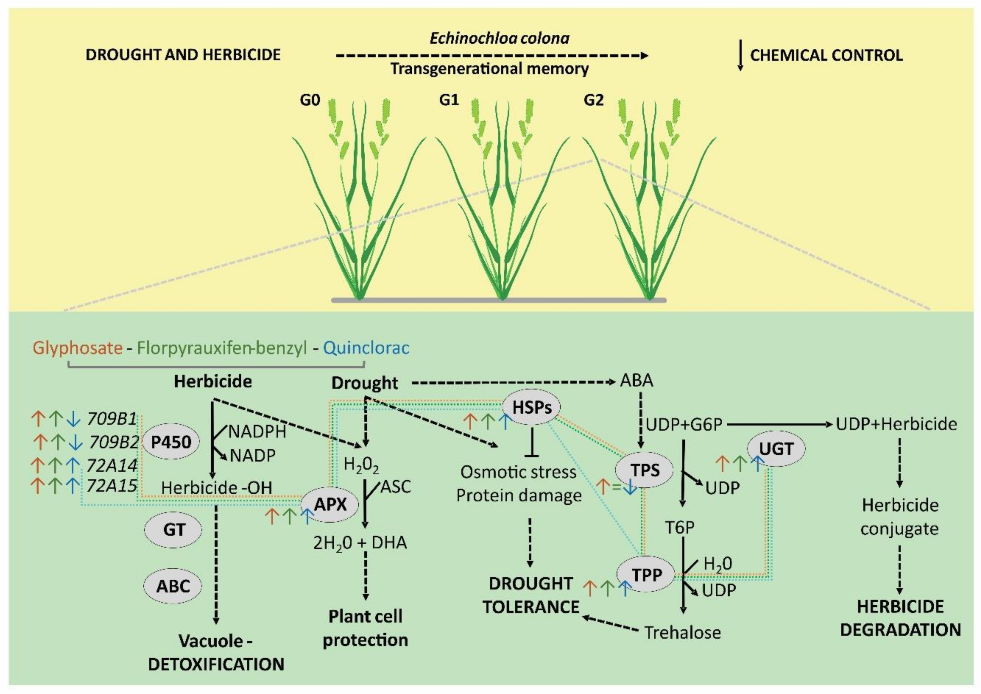 Agronomy 10 01619 g004 Agronomy 10 01619 g004