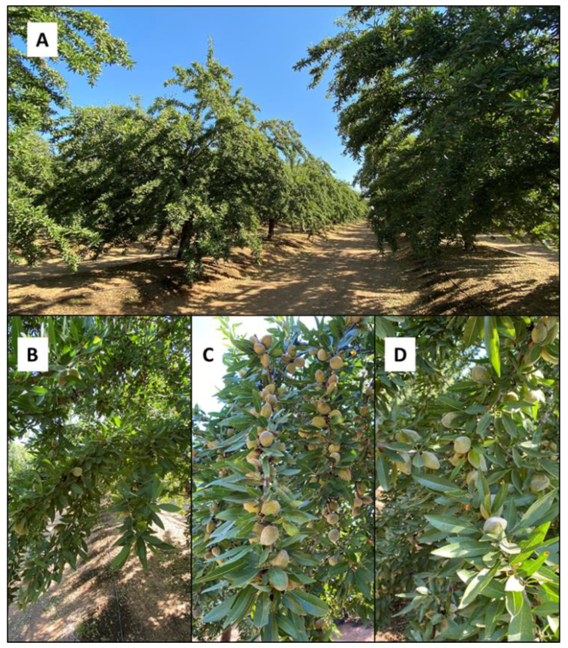 Agronomy Free Full Text Deficit Irrigation And Its Implications For Hydrosostainable Almond Production Html