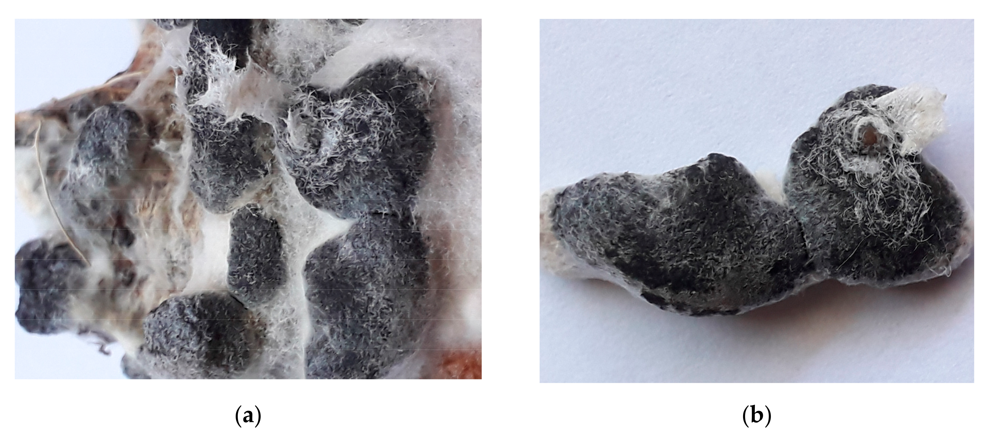 Agronomy 10 01637 g003 Agronomy 10 01637 g003