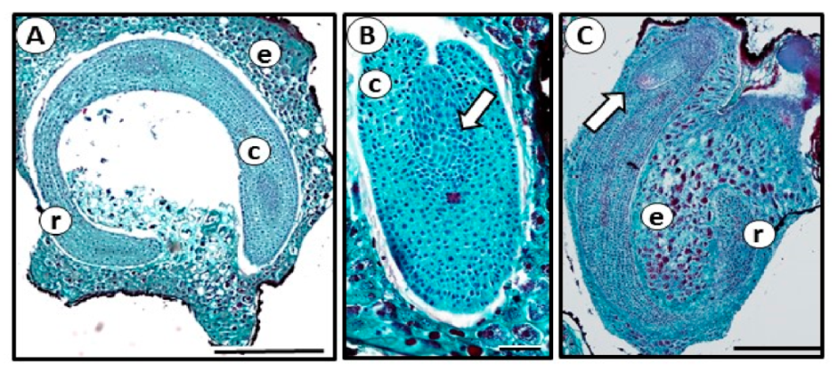 Agronomy 10 01651 g001