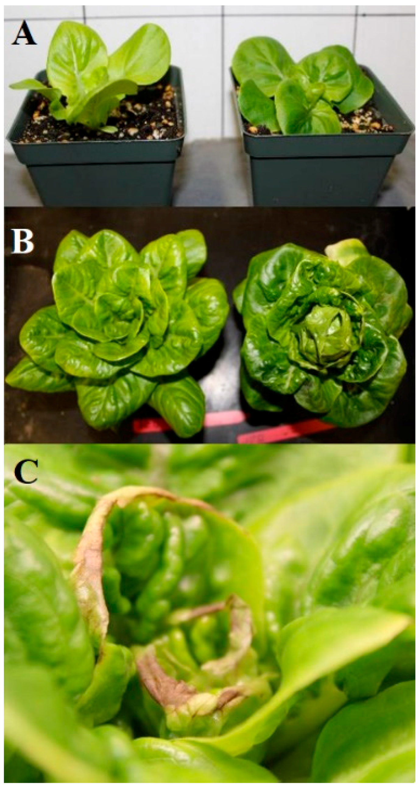 Agronomy 10 01659 g002