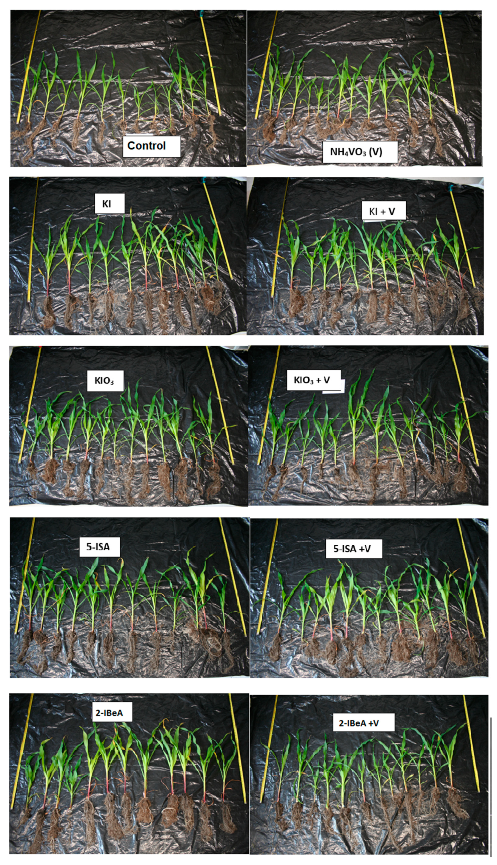 Agronomy Free Full Text Effect Of Vanadium On The Uptake And Distribution Of Organic And Inorganic Forms Of Iodine In Sweetcorn Plants During Early Stage Development Html