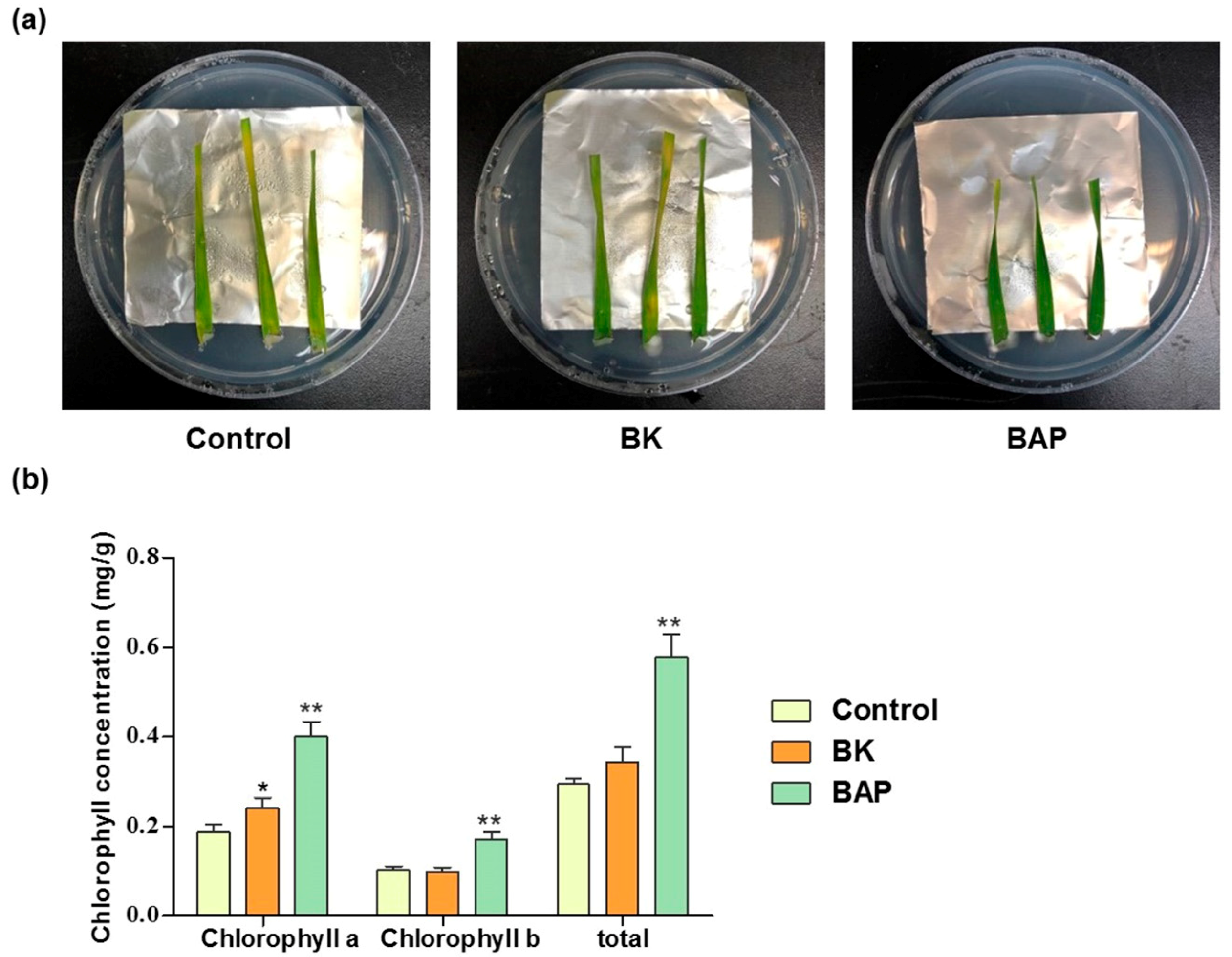 Agronomy 10 01668 g001