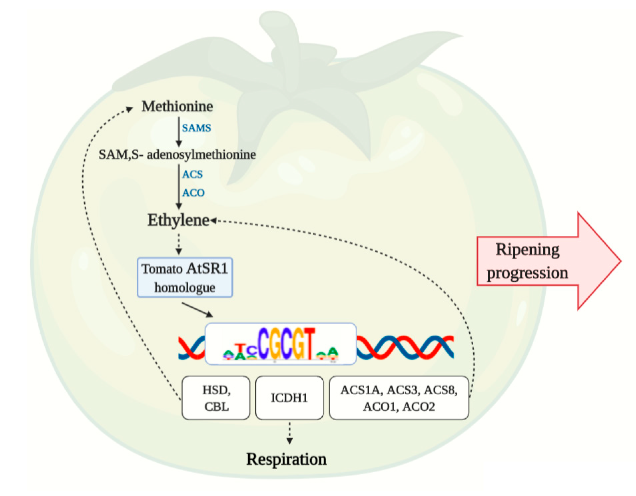 Agronomy 10 01669 g008
