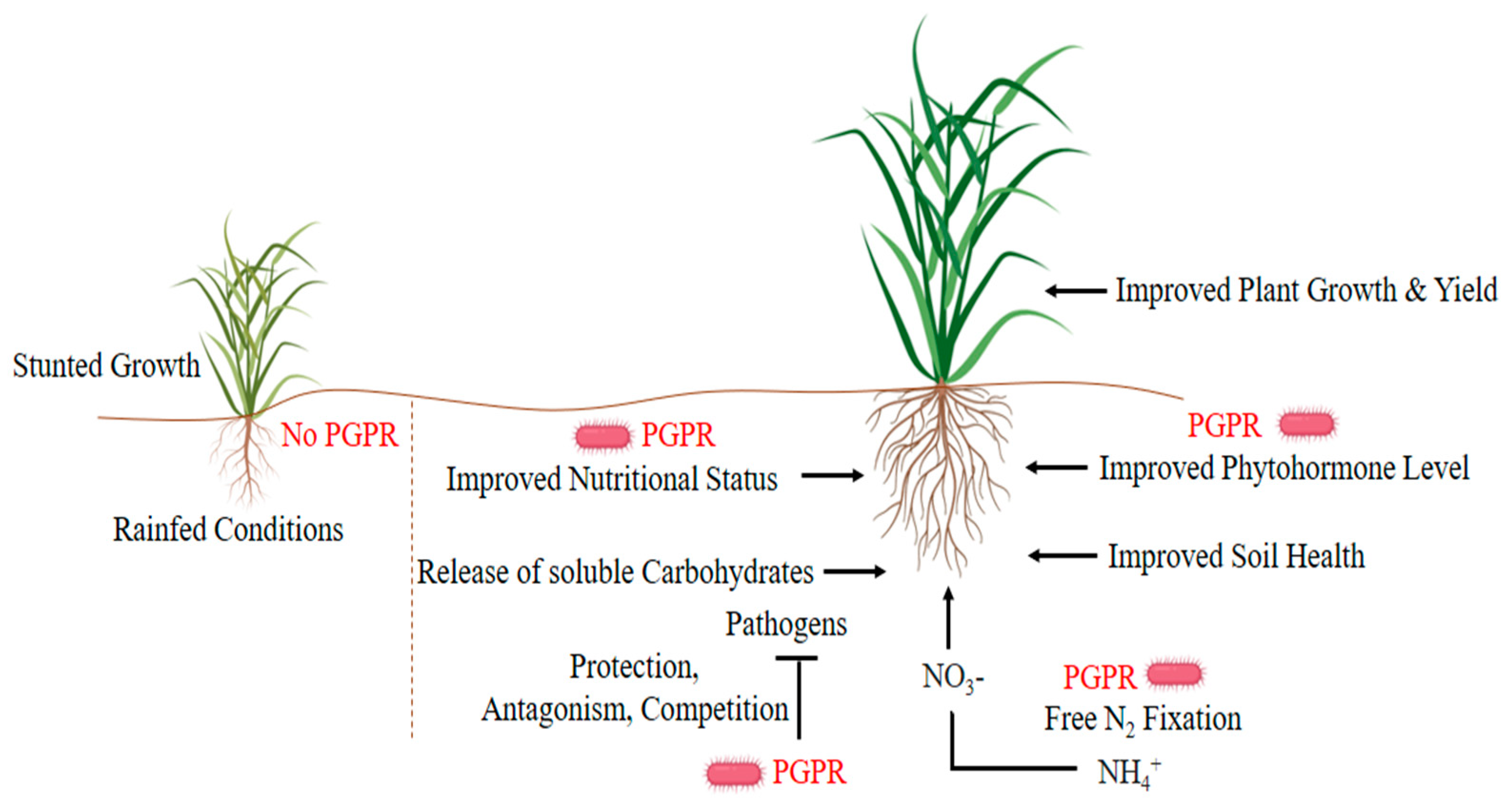Agronomy 10 01683 g001