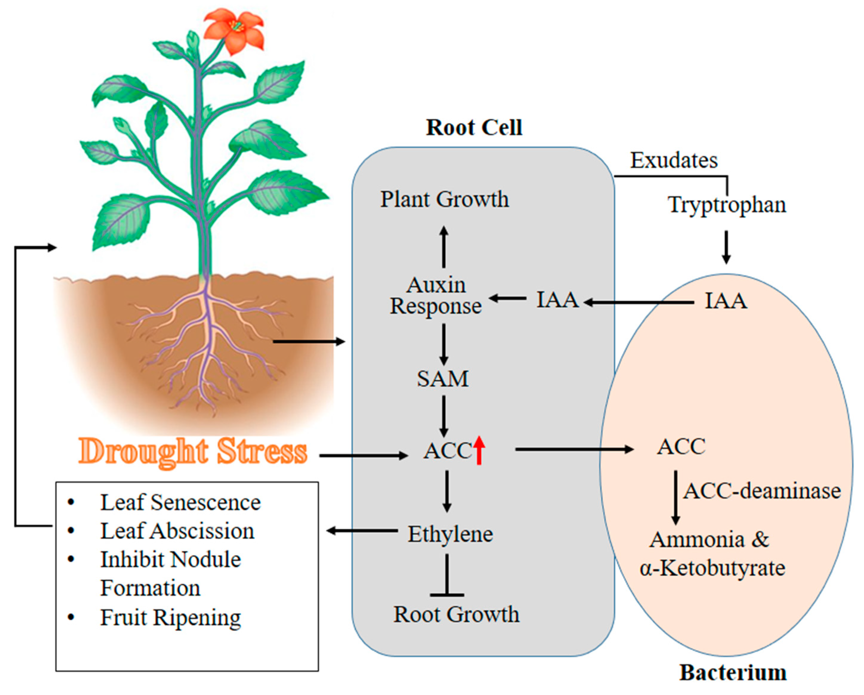 Agronomy 10 01683 g002