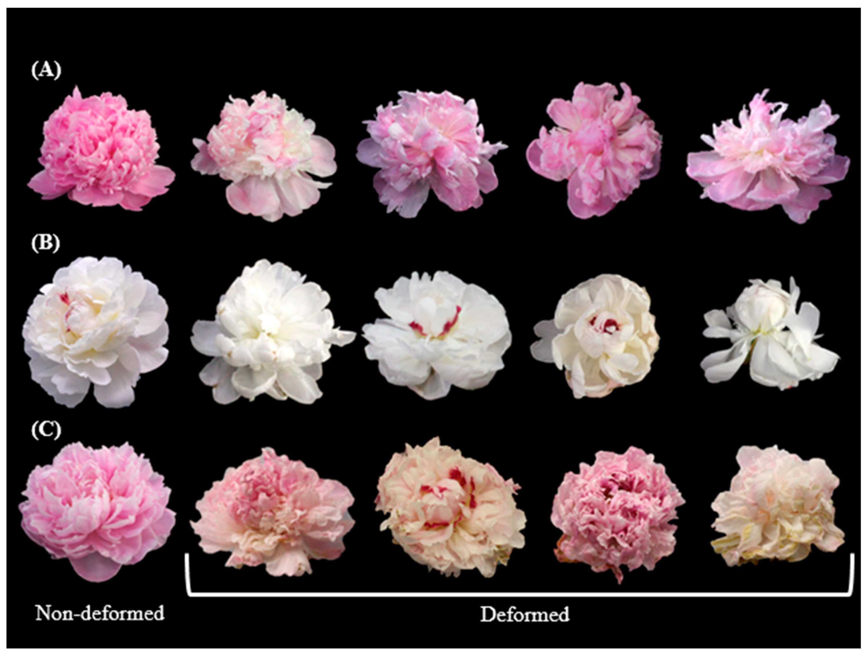 Immature Peonies Original Design on Magnet