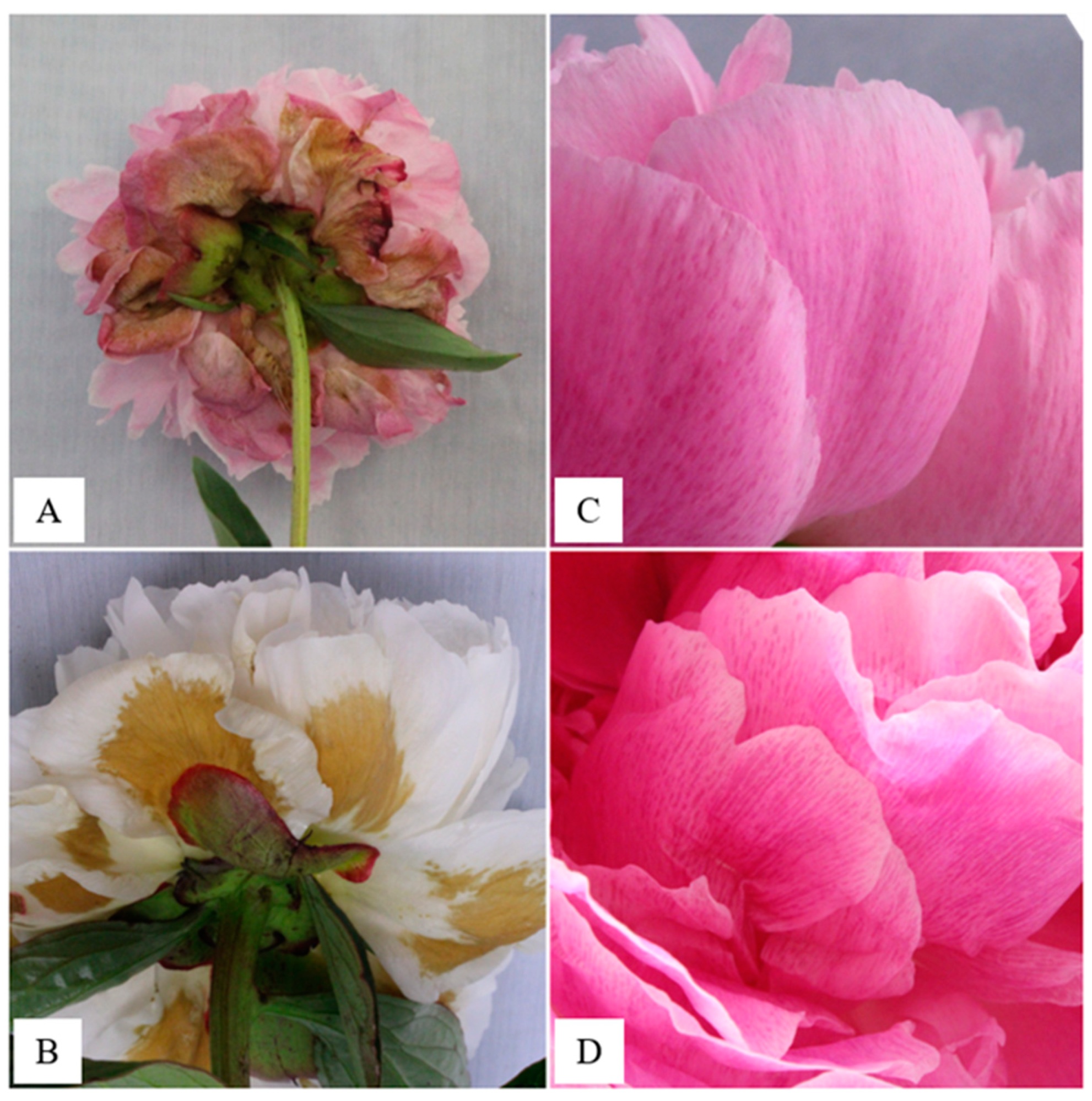Immature Peonies Original Design on Magnet
